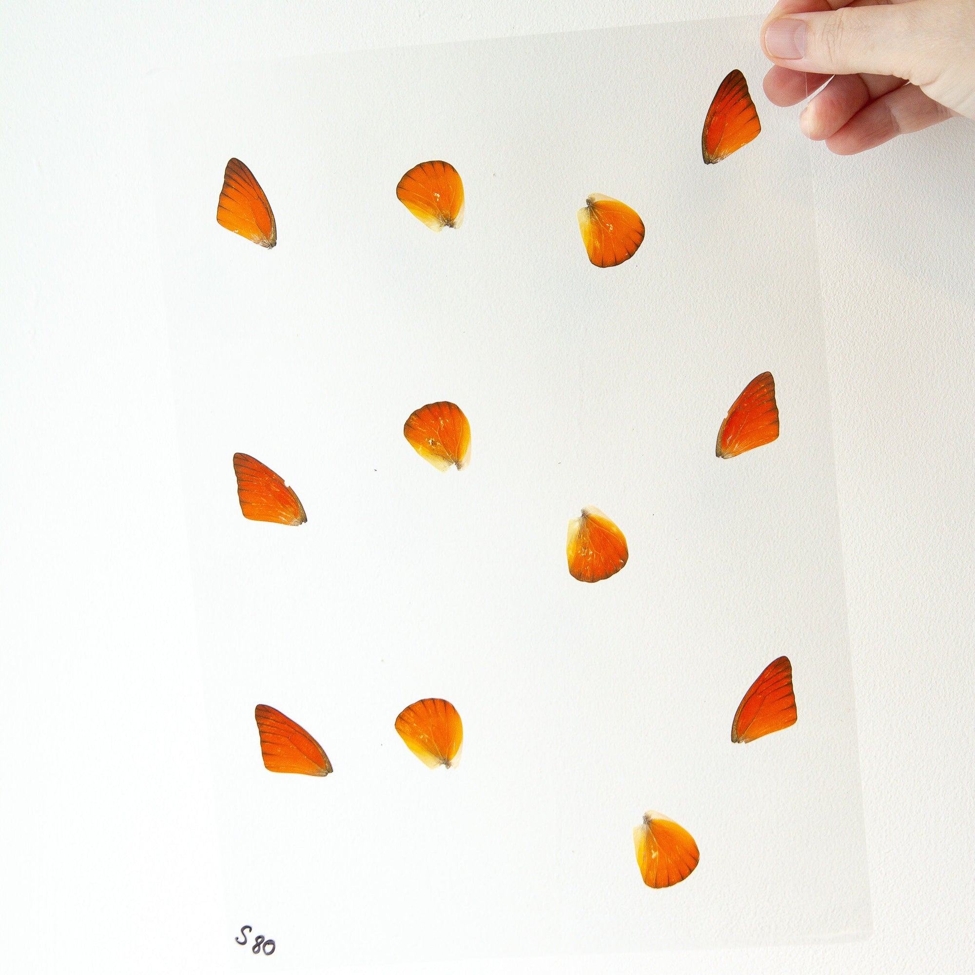 Appias nero, Orange Butterfly Wings, GLOSSY LAMINATED SHEET Wings for Artistic Creation