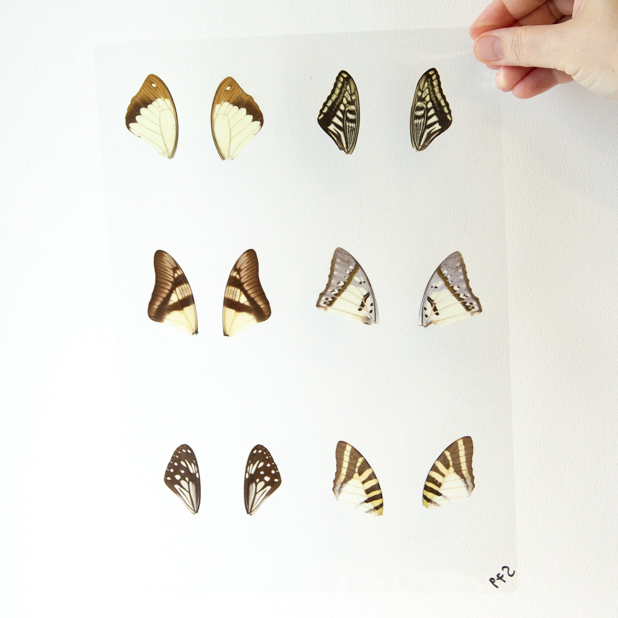 Butterfly Wings GLOSSY LAMINATED SHEET Real Ethically Sourced Specimens Moths Butterflies Wings for Art -- S79