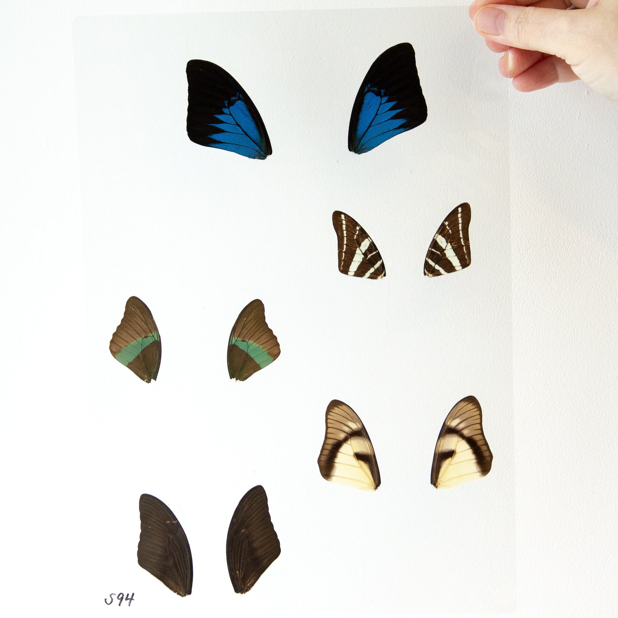 Butterfly Wings GLOSSY LAMINATED SHEET Real Ethically Sourced Specimens Moths Butterflies Wings for Art -- S94