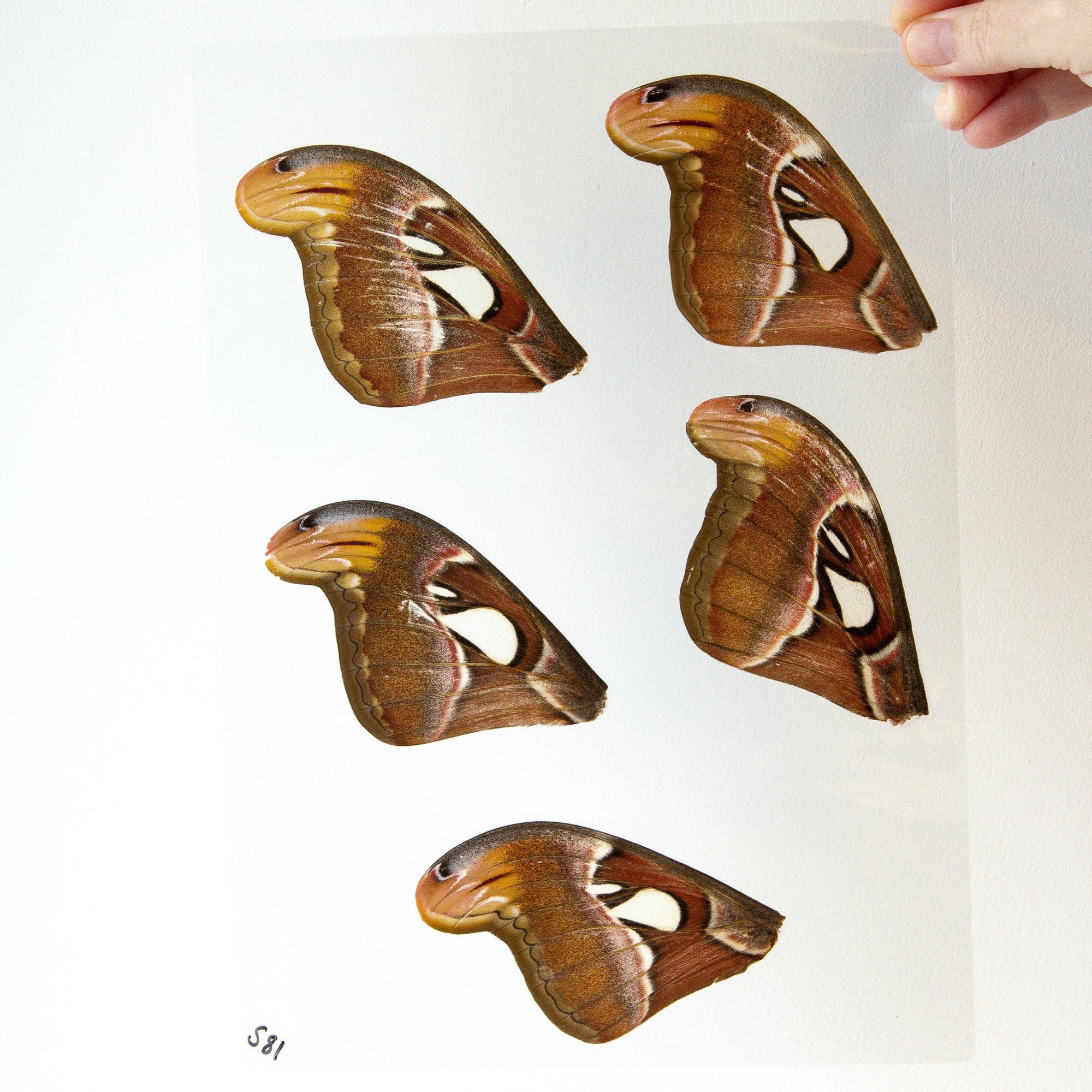 Butterfly Wings GLOSSY LAMINATED SHEET Real Ethically Sourced Specimens Moths Butterflies Wings for Art -- S81