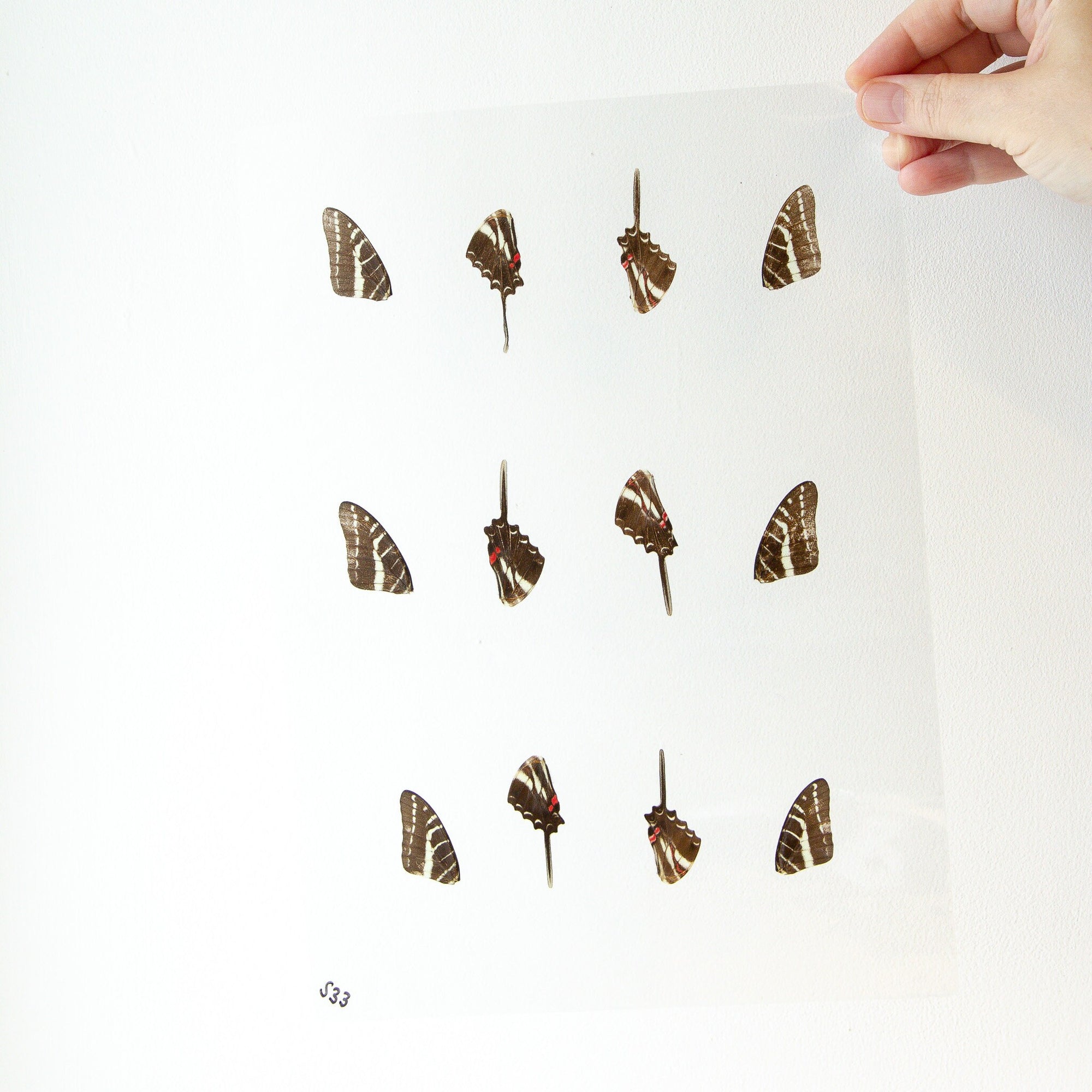 Butterfly Wings GLOSSY LAMINATED SHEET Real Ethically Sourced Specimens Moths Butterflies Wings for Art -- S33