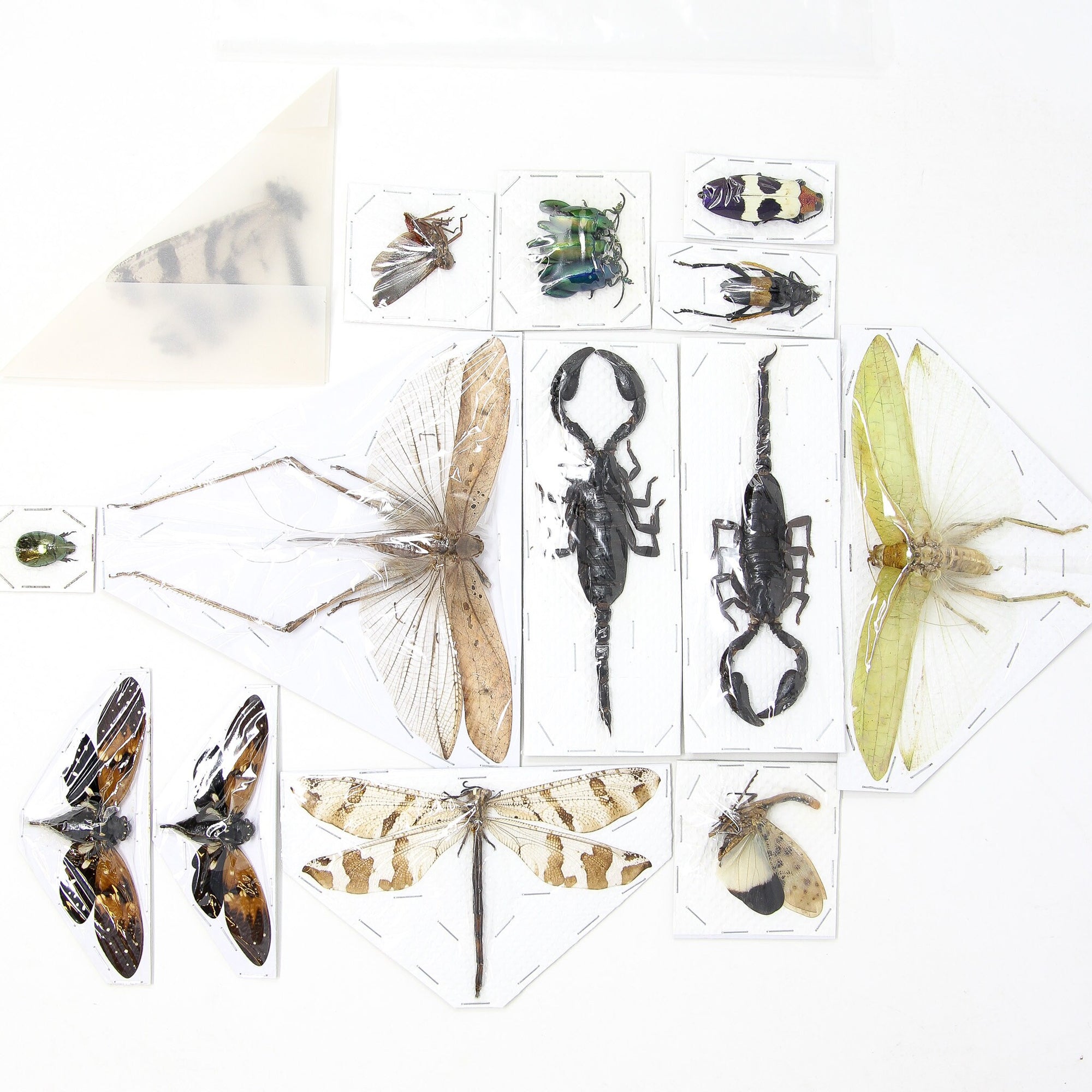 Assorted Entomolgy Specimens (Thailand) A1 Unmounted Dried Insect Collection, LOT*107