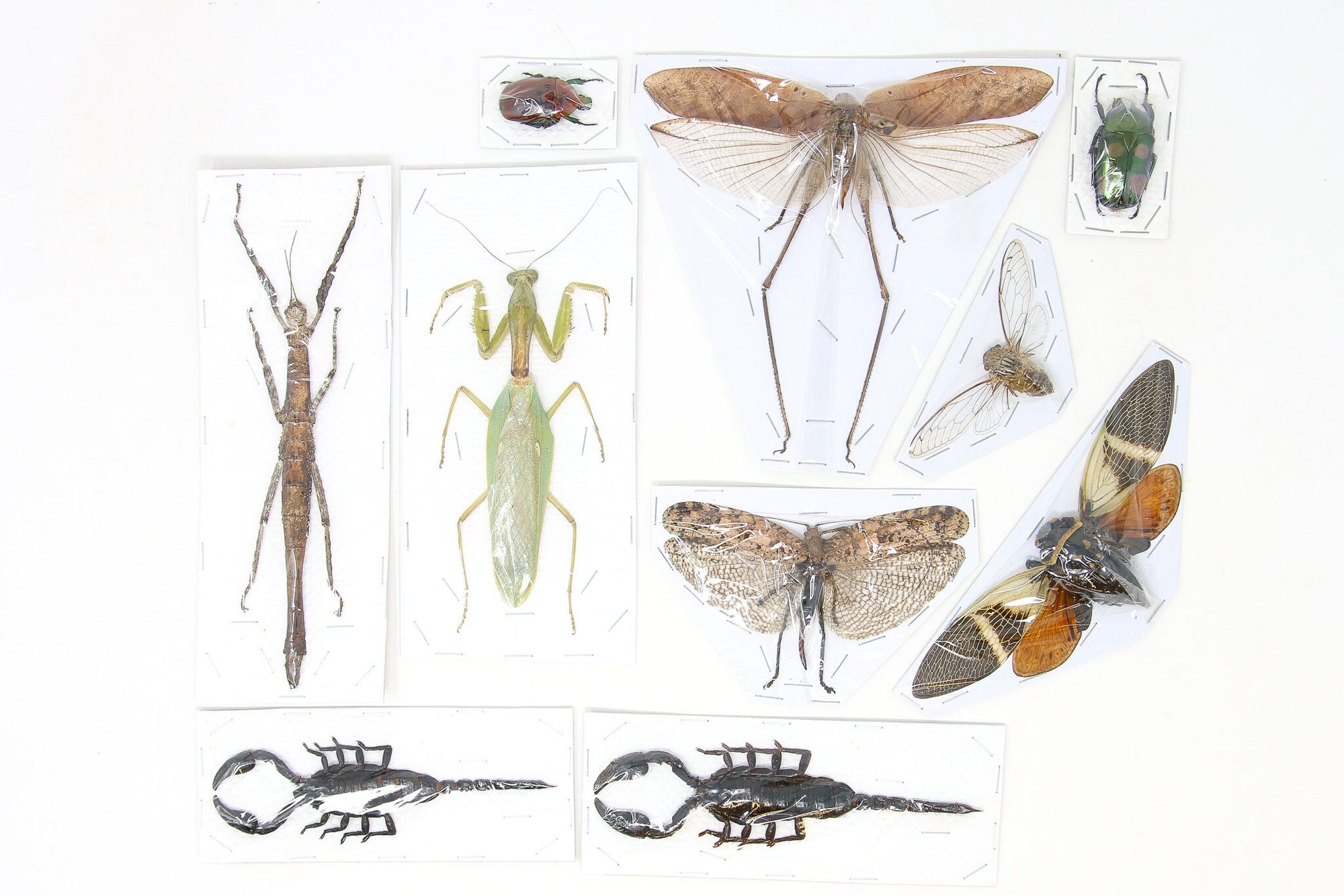 Assorted Entomolgy Specimens (Thailand) A1 Unmounted Dried Insect Collection, LOT*046