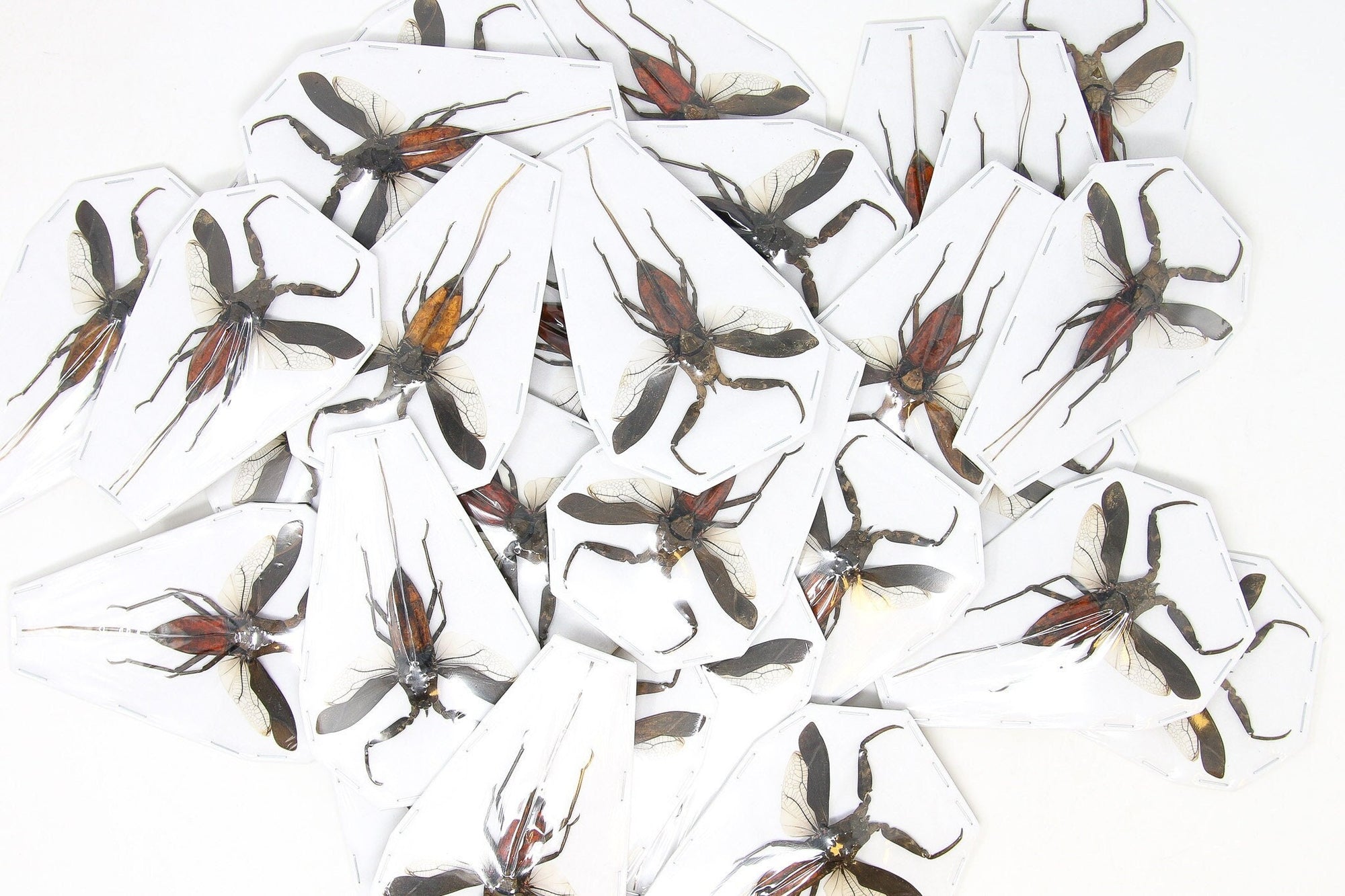 Lot of 10 Java Water Scorpions (Nepa rubra) A1 Real Dry-Preserved Hemiptera Specimens