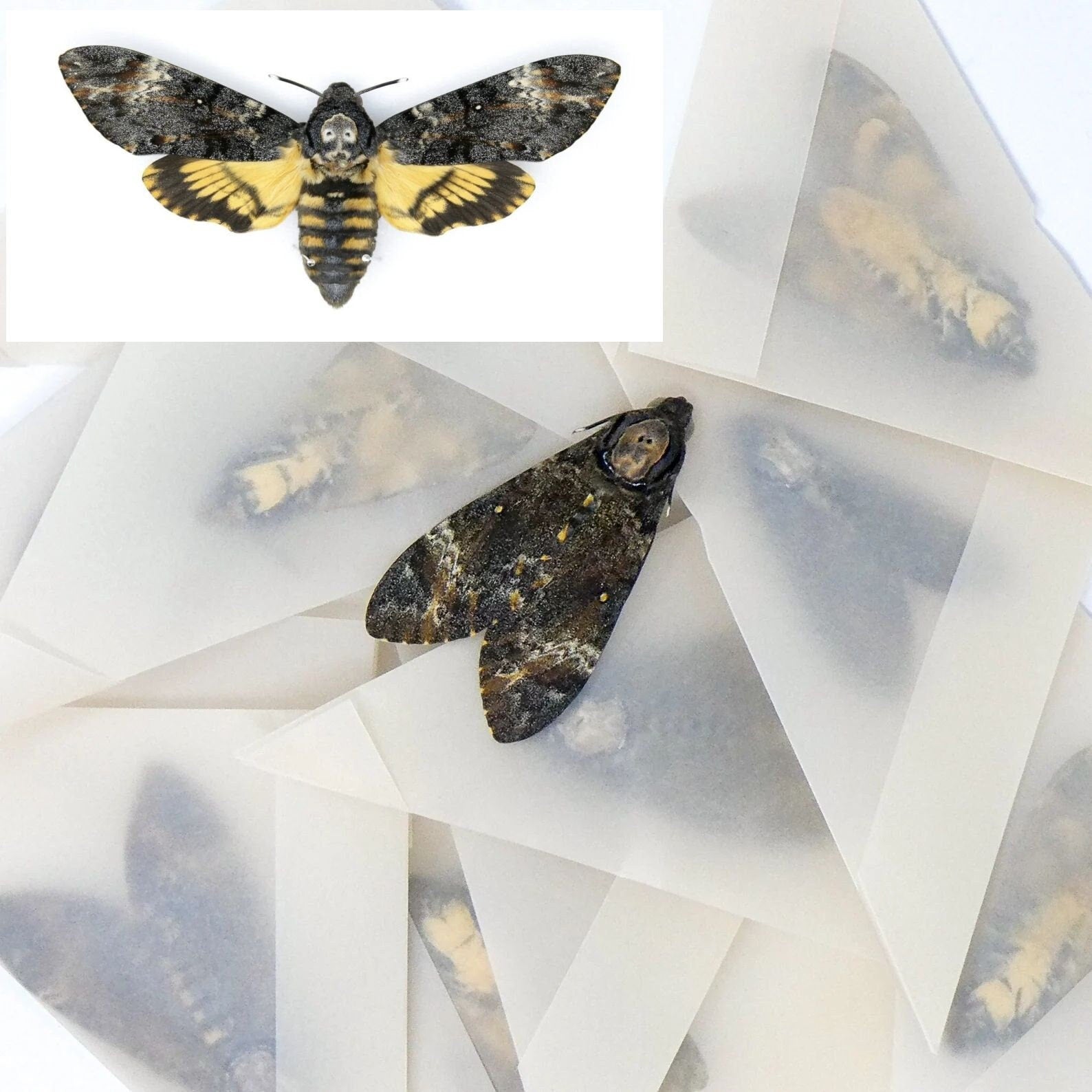 10 Deaths-Head Hawk Moths (Acherontia styx) | A1 Unmounted Specimens | The Silence of the Lambs | Taxidermy Skull Horror Goth
