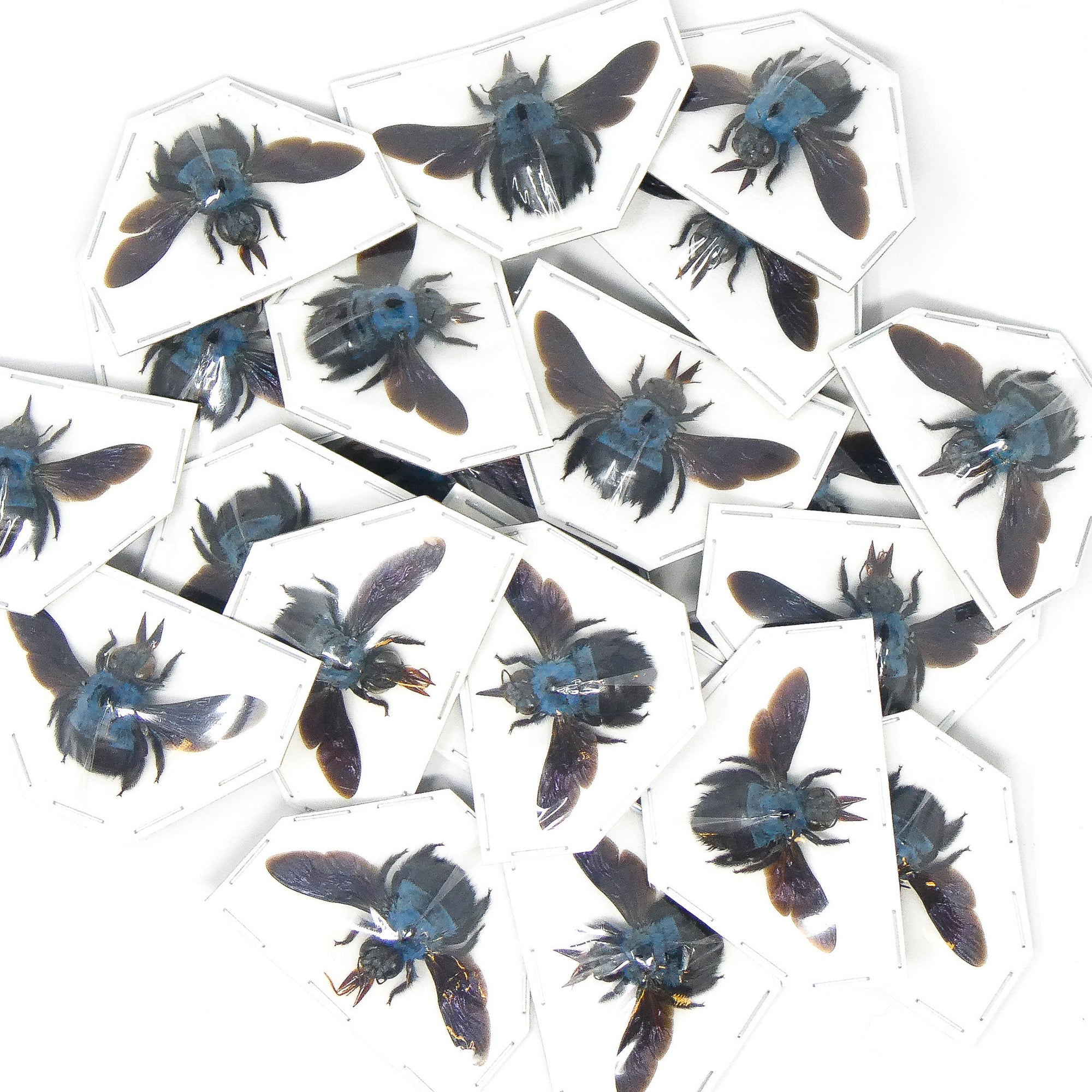 Pack of 10 Blue Carpenter Bees (Xylocopa caerulea) | A1 Spread Specimen | Dry-preserved Taxidermy