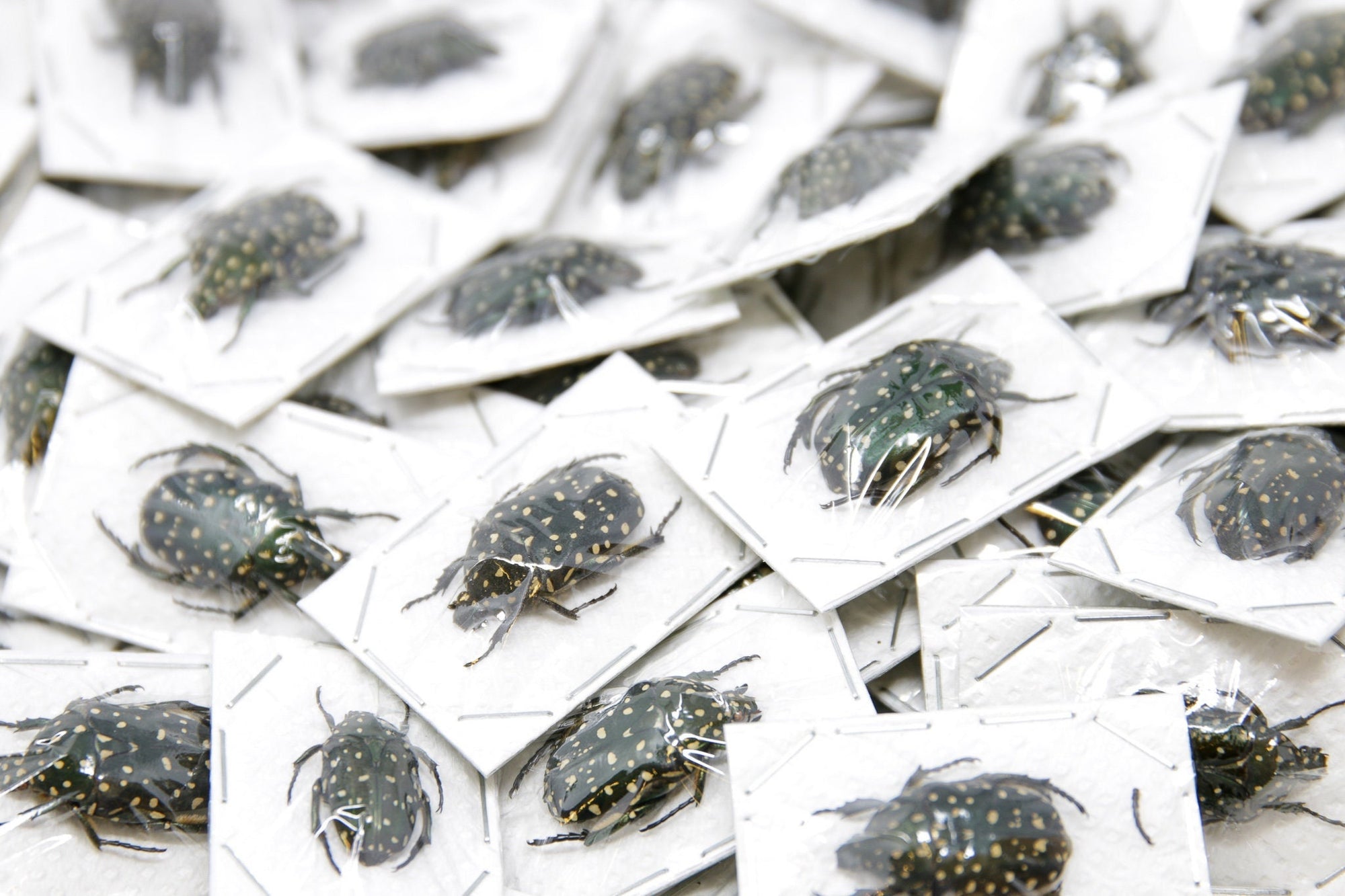 2 x Speckled Scarab Beetles, Platynocephalus niveoguttata, A1 Entomology Specimens for Artistic Creation