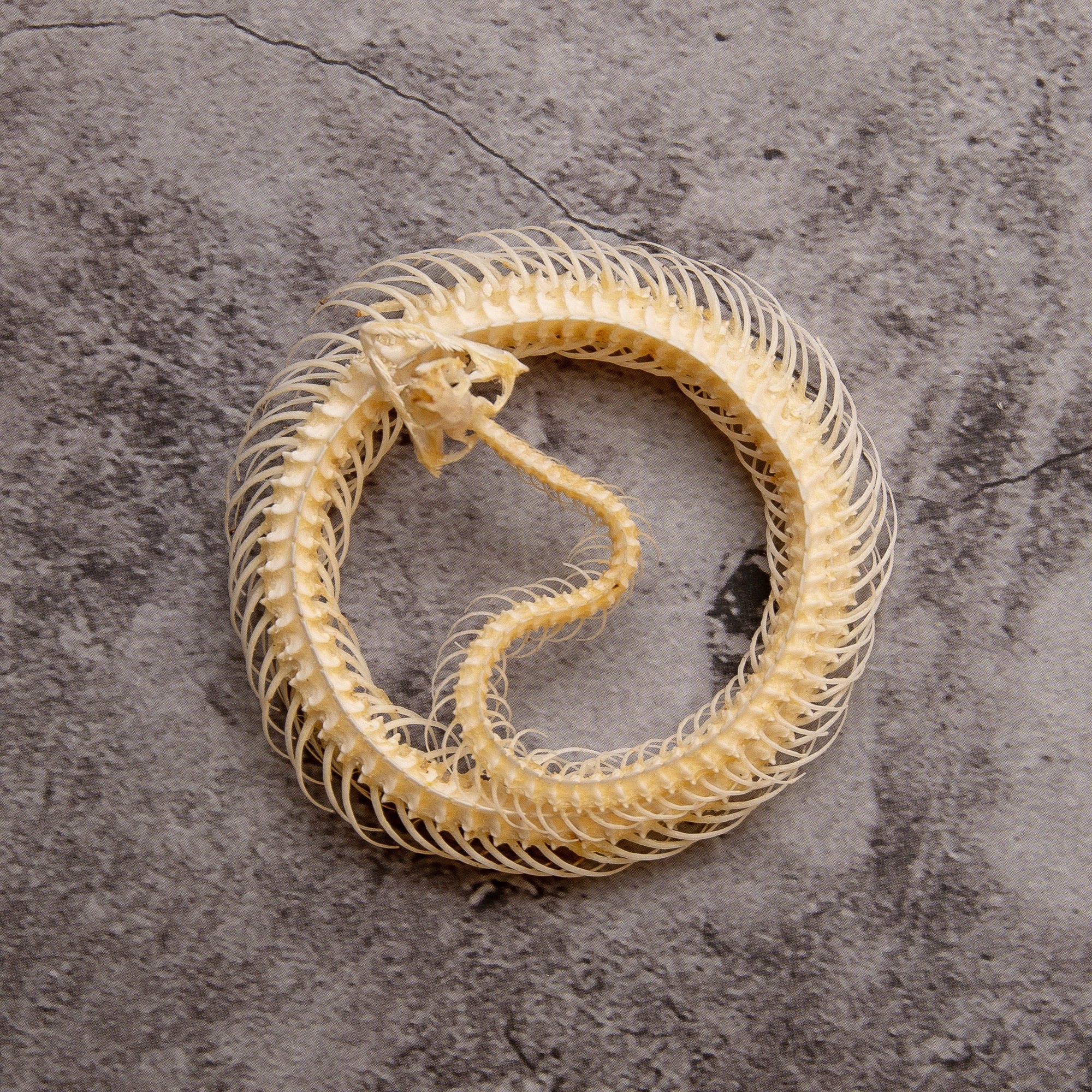Striped Keelback Snake (Xenochrophis vittatus) | A1 Coiled Skeleton Specimen