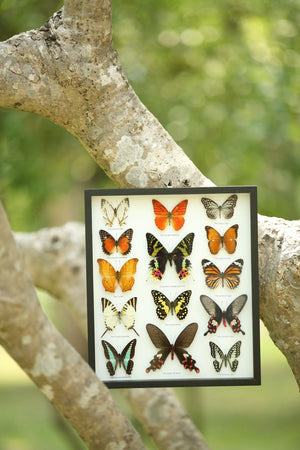Real Butterfly Collection | 3D Wall Frame Taxidermy Dry-preserved Butterflies 340x295x30mm