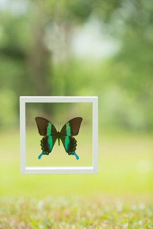THE GREEN SWALLOWTAIL BUTTERFLY GLASS FRAME (Papilio blumei), SEE-THROUGH Double Glass Frame 7 x 7 In.
