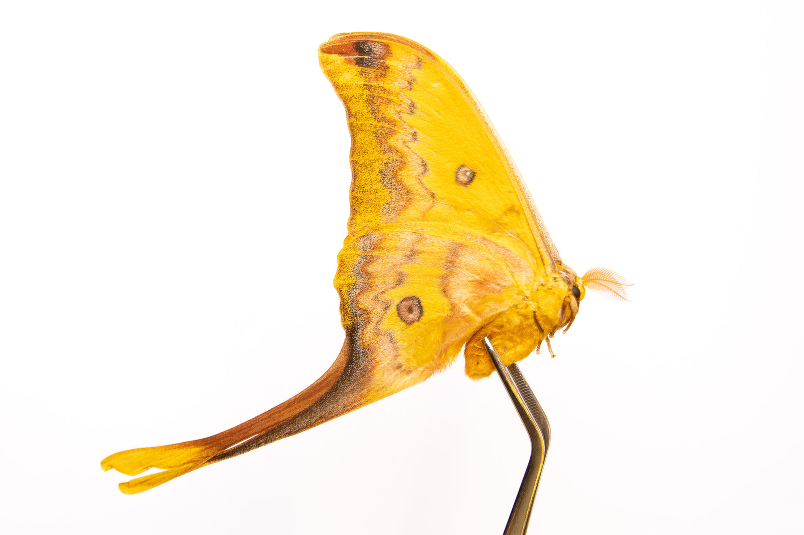 Butterfly Taxidermy Art - Framed Butterfly Taxidermy Real Butterfly Collection