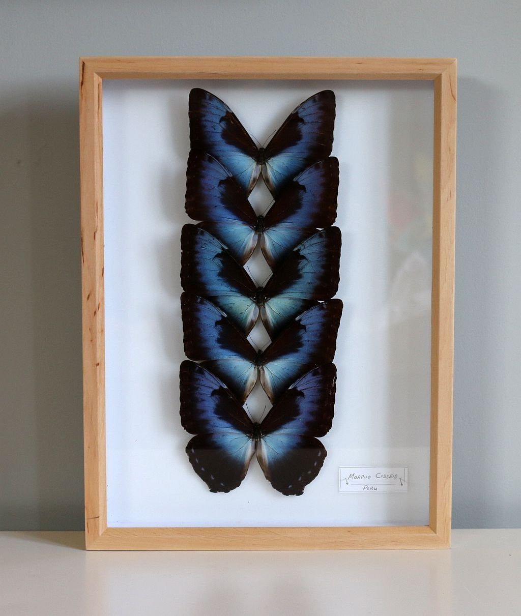 How To Display Framed Butterflies and Moths At Home