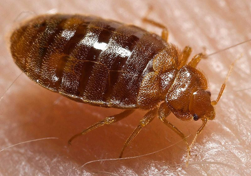 Don’t Let The Bed Bugs Bite!