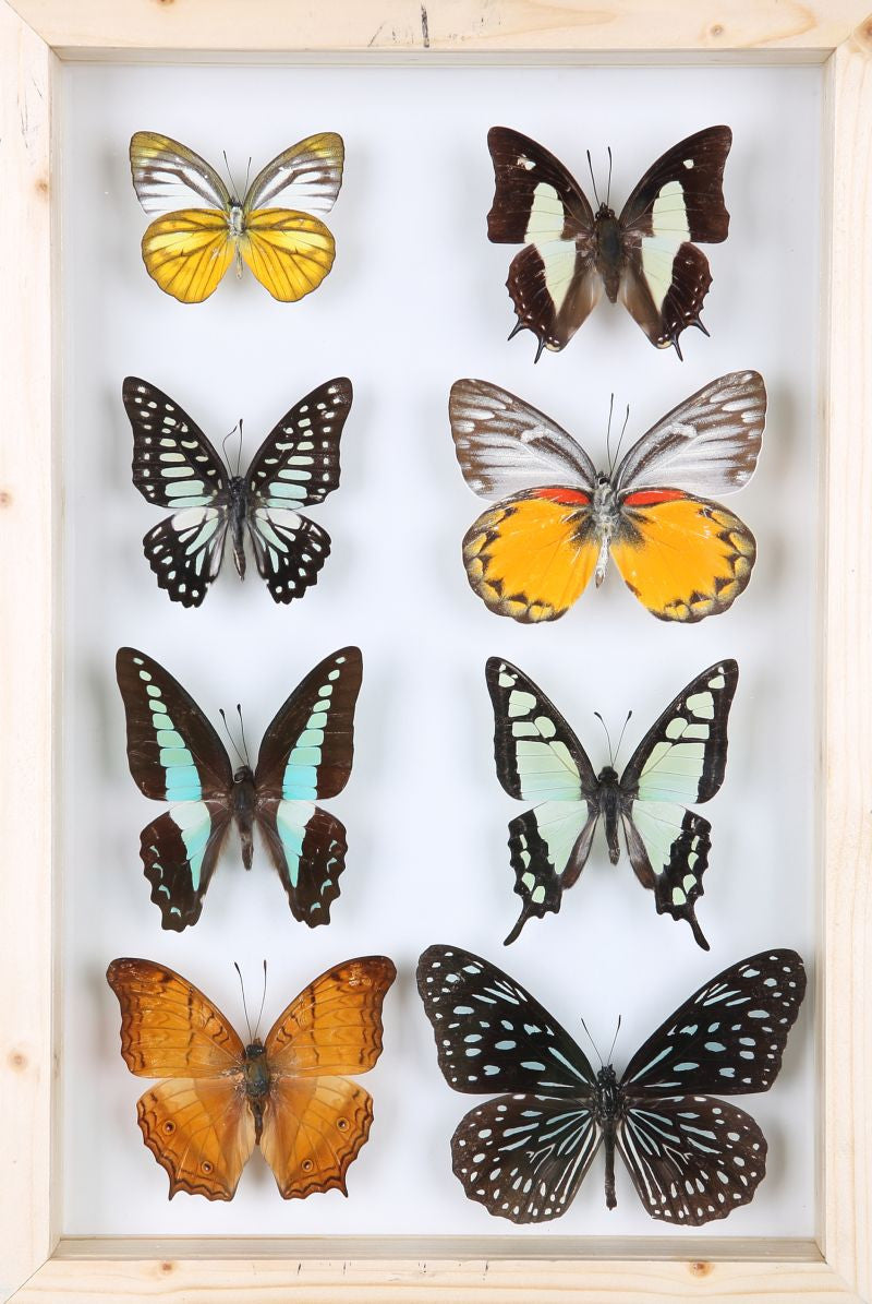 Board With Pinned Bugs How To Prepare Insects For Pinning: Best Tips