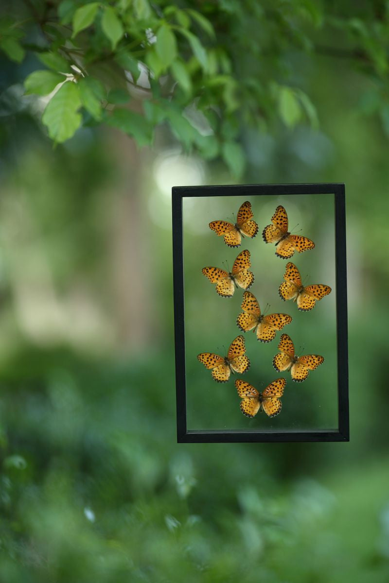 How To Start An Insect Collection