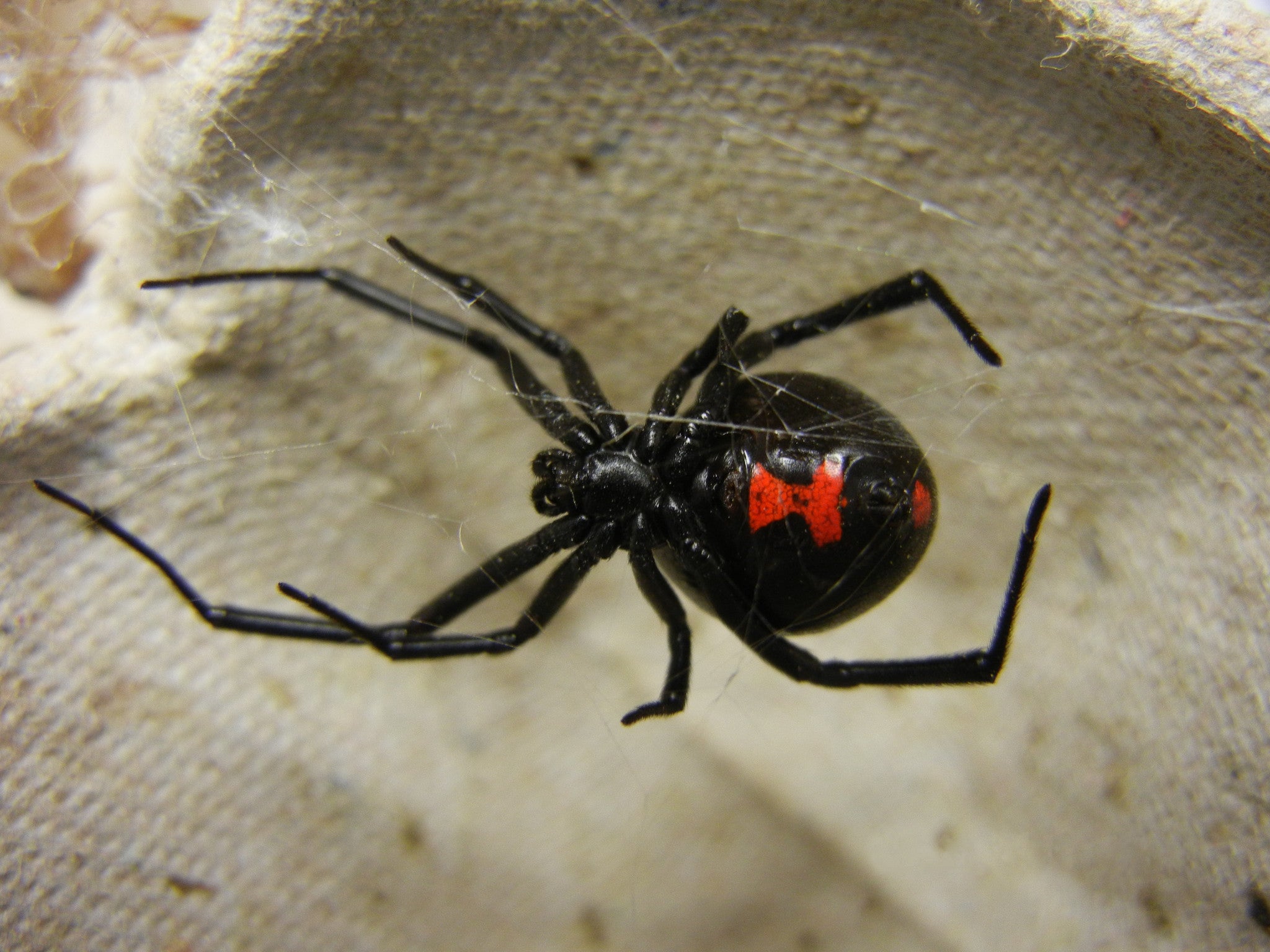There Is A Reason They Are Called Black Widows - BugsDirect