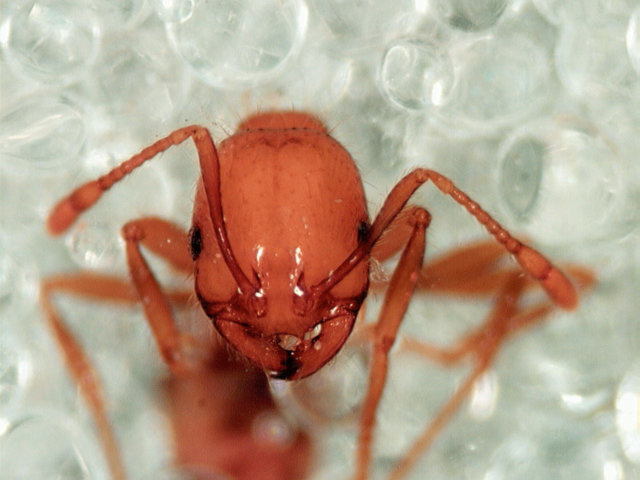 Interesting Facts about the Fire Ant