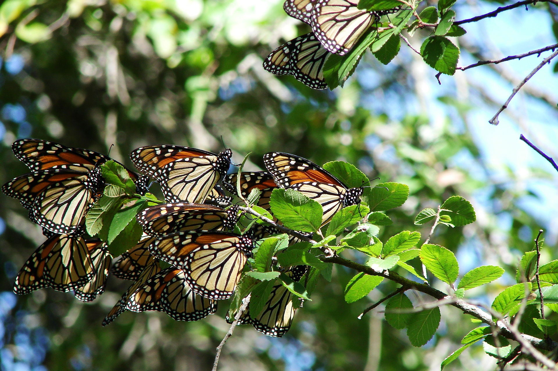 Is Butterfly Migration Common?