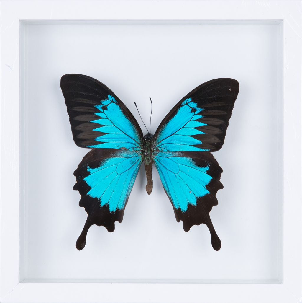 Do Butterflies Pollinate Flowers?