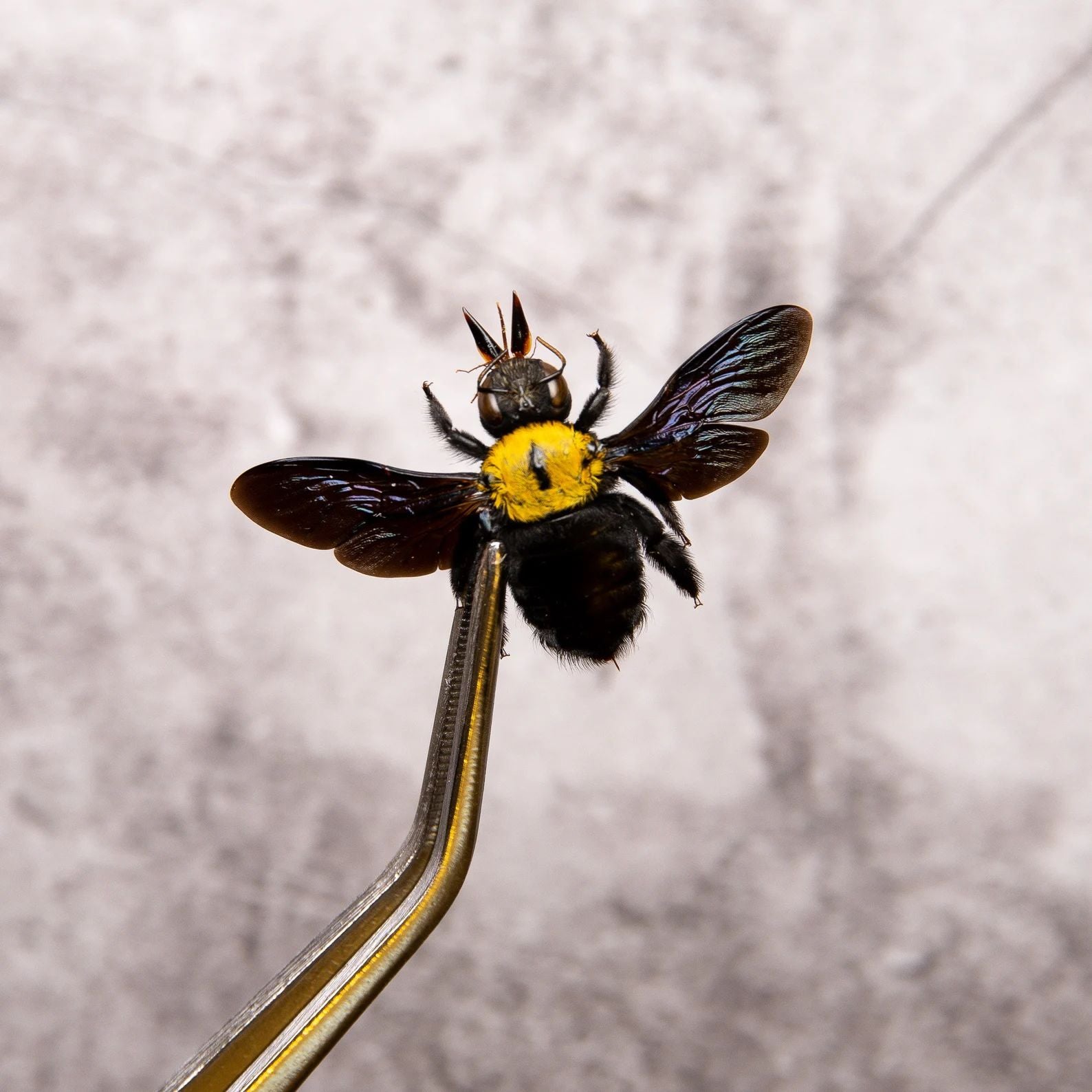 Taxidermy Minibeasts