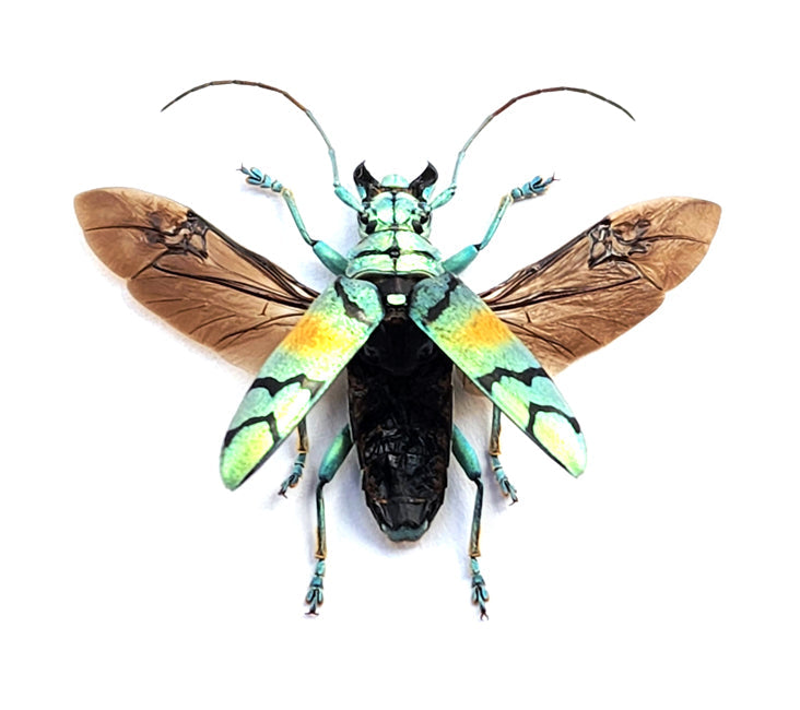 BugsDirect Ships to Canada – Natural History Specimens Delivered to Your Door