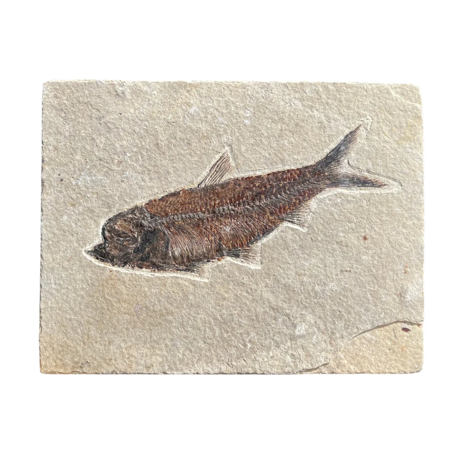 Inspired by Natural History Museums