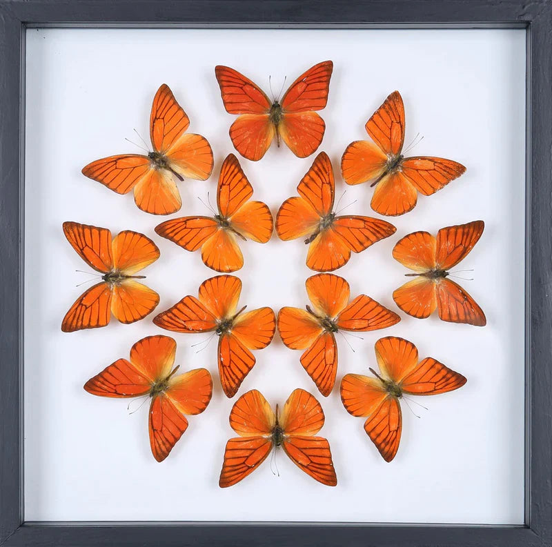 Framed Butterfly and Moth Displays