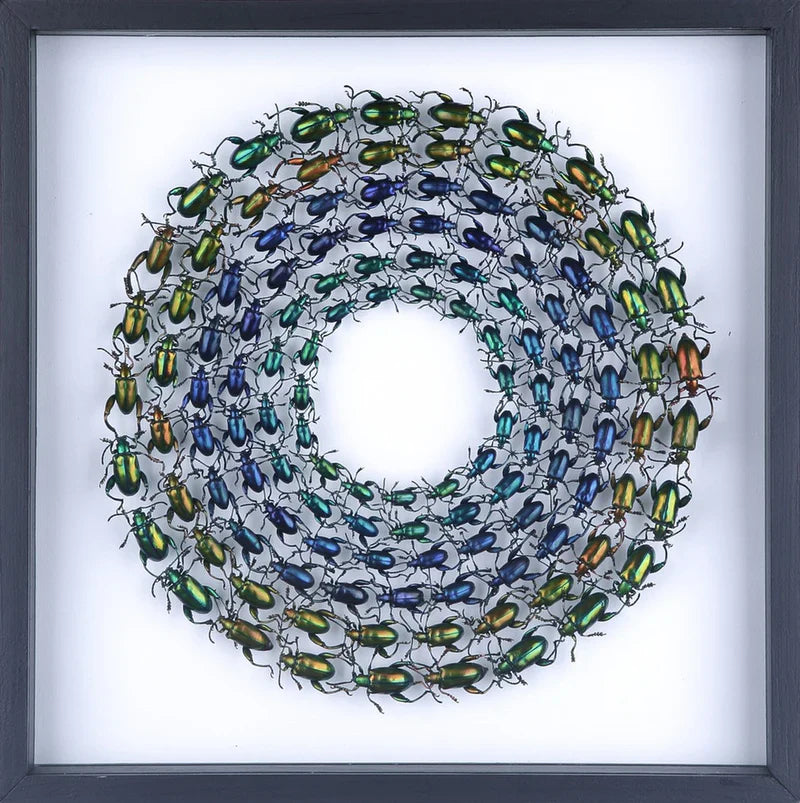 Framed Insect Displays