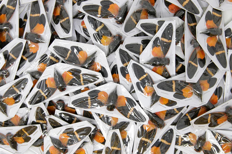 Wholesale & Bulk Lots