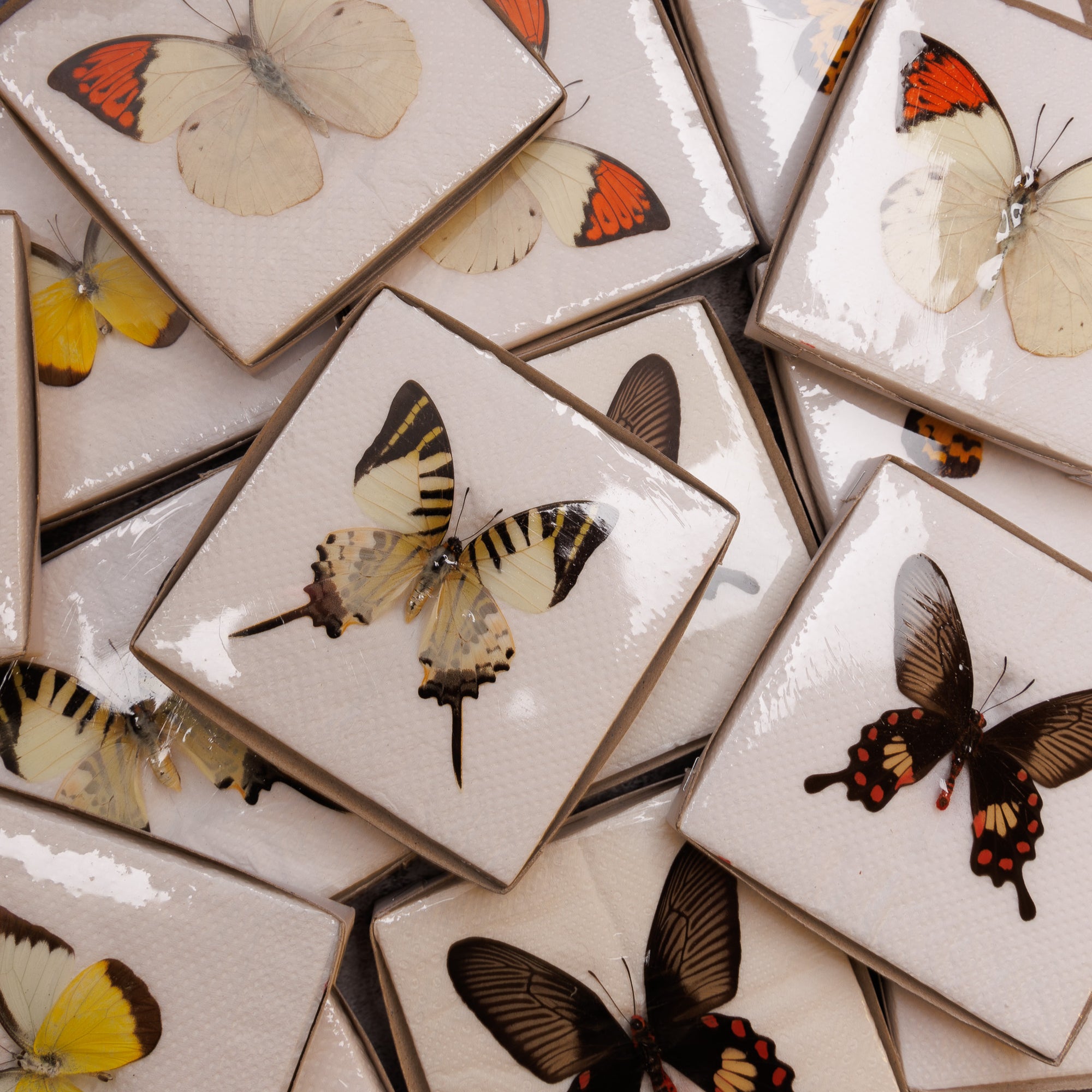 Dired Butterflies A1 Dry-preserved Real Butterfly Specimens WINGS SPREAD, Pack of 2,5,10,25