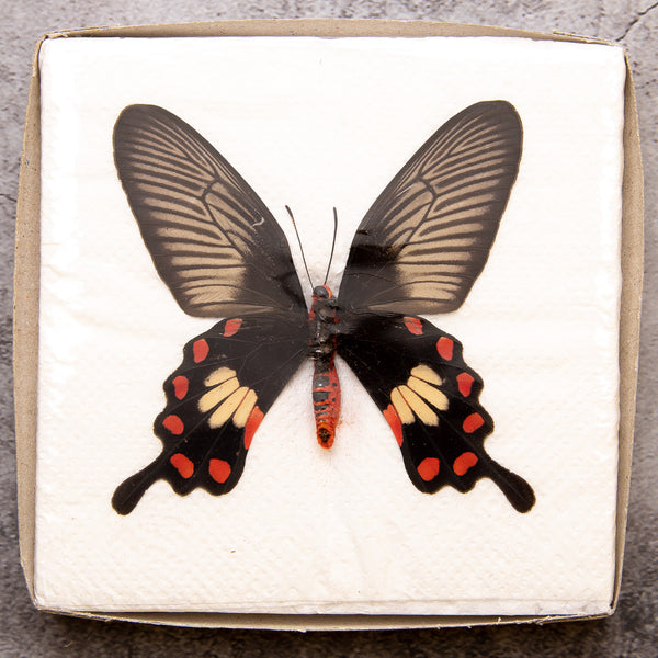 A1展翅チョウ標本 | BugsDirect