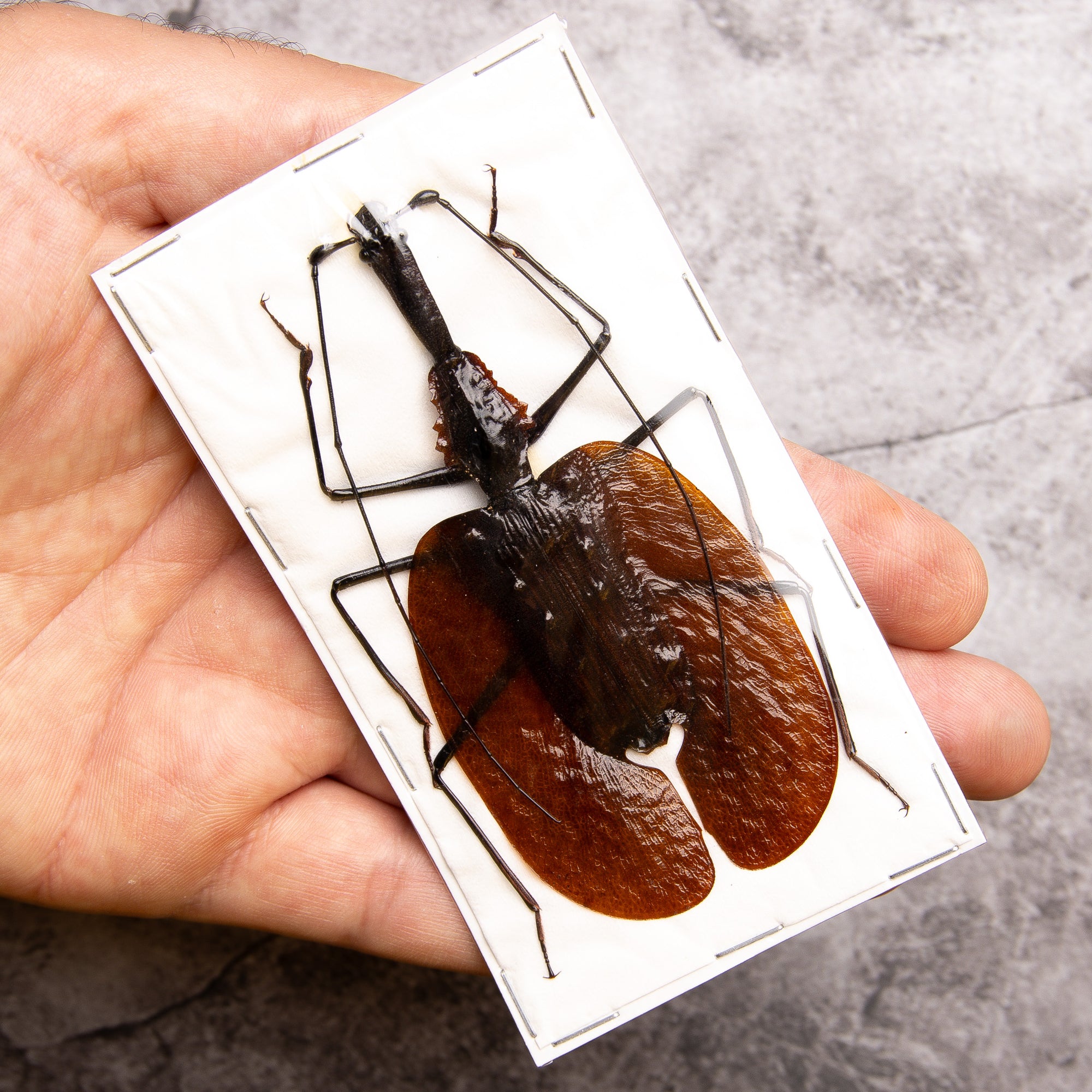PACK OF 2 Violin Beetles (Choise of 4 sizes) Mormolyce phyllodes, A1 Real Entomology Specimens