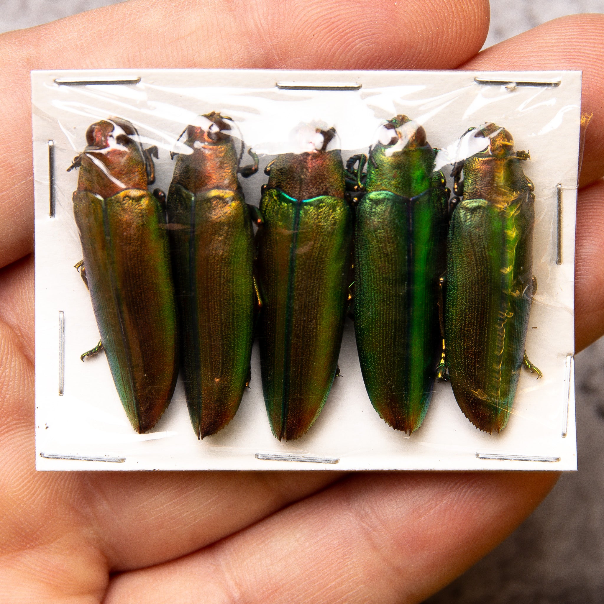 Insect Collectos Assorted Beetles Mystery Box | A1 Unmounted Insect Specimens for ...