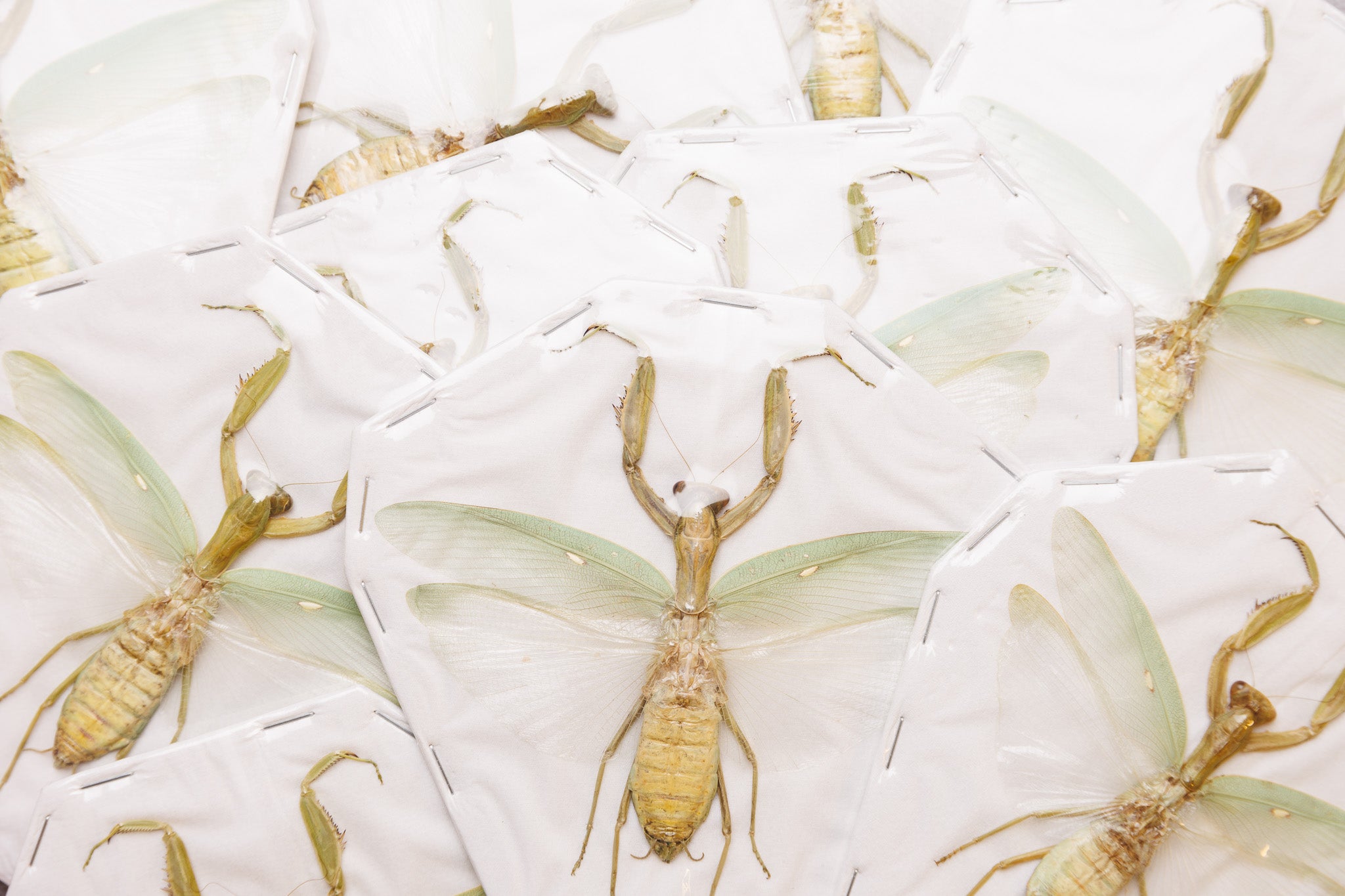 Insect Collectos Assorted Beetles Mystery Box | A1 Unmounted Insect Specimens for ...