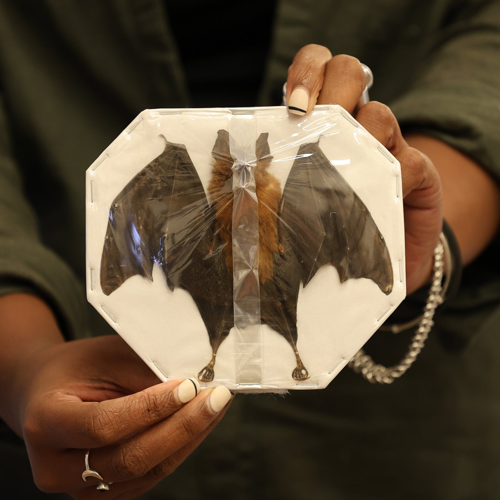 Assorted Common Bat Specimens | A1 Quality | Dry-Preserved CHIROPTERA (Spread Half Folded)