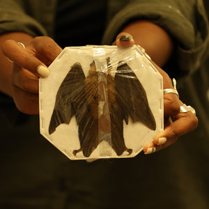 Assorted Common Bat Specimens | A1 Quality | Dry-Preserved CHIROPTERA (Spread Half Folded)