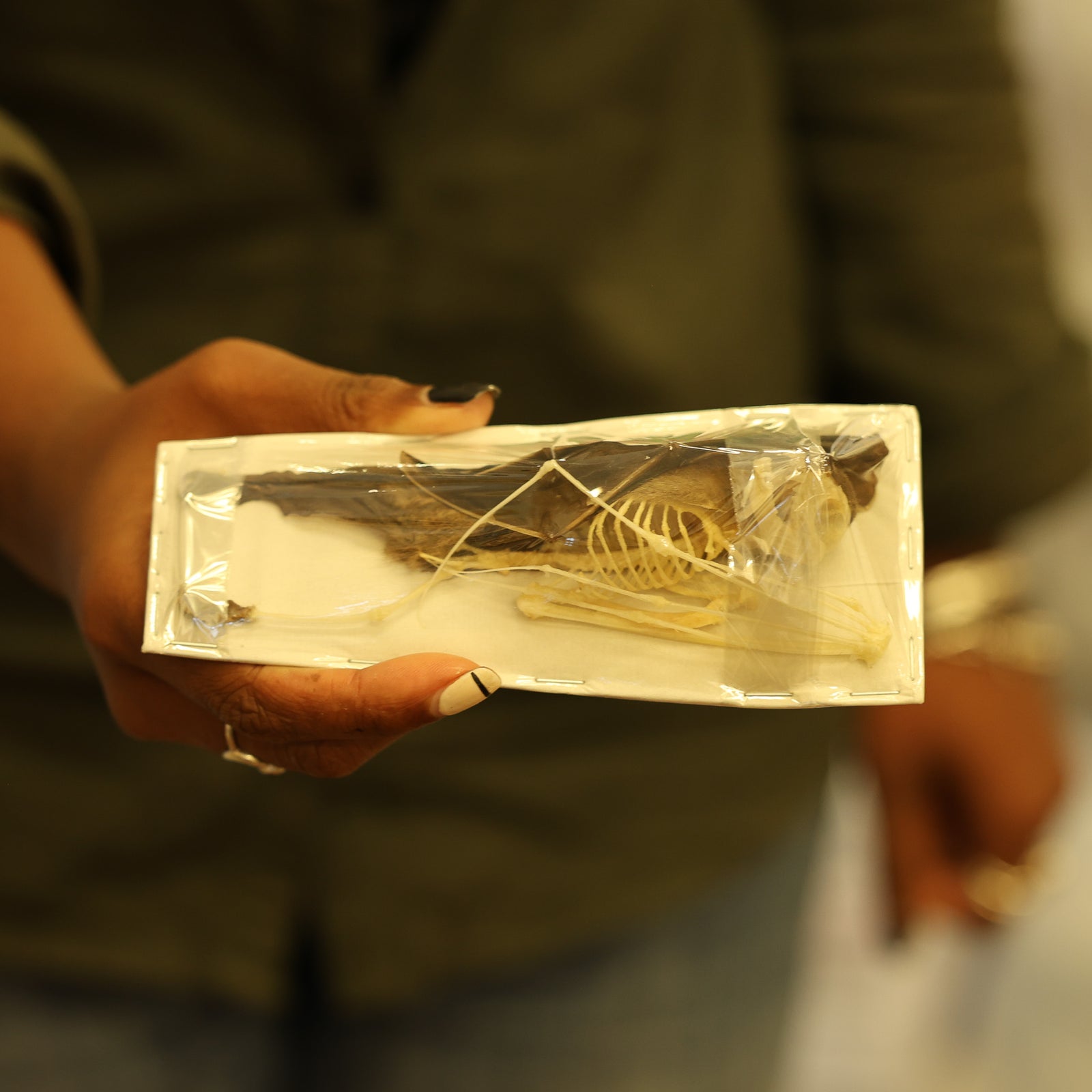 Short-nosed Fruit Bat (Cynopterus brachyotis) Half-Skeleton | Real Specimen | Non-CITES