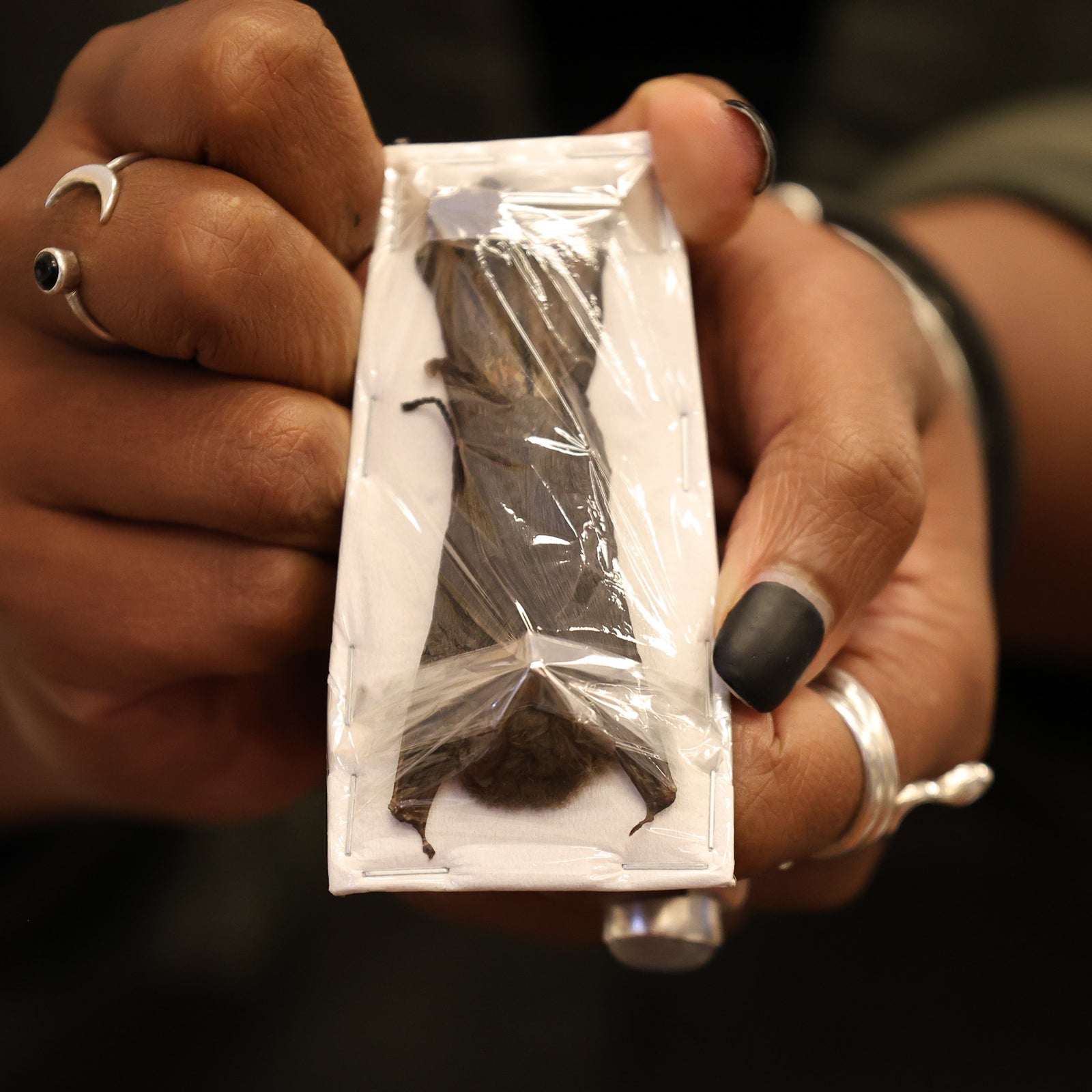 Tropical Bats HANGING Assorted Common Species 'SMALL/MED SIZES' (Non-CITES) Taxidermy