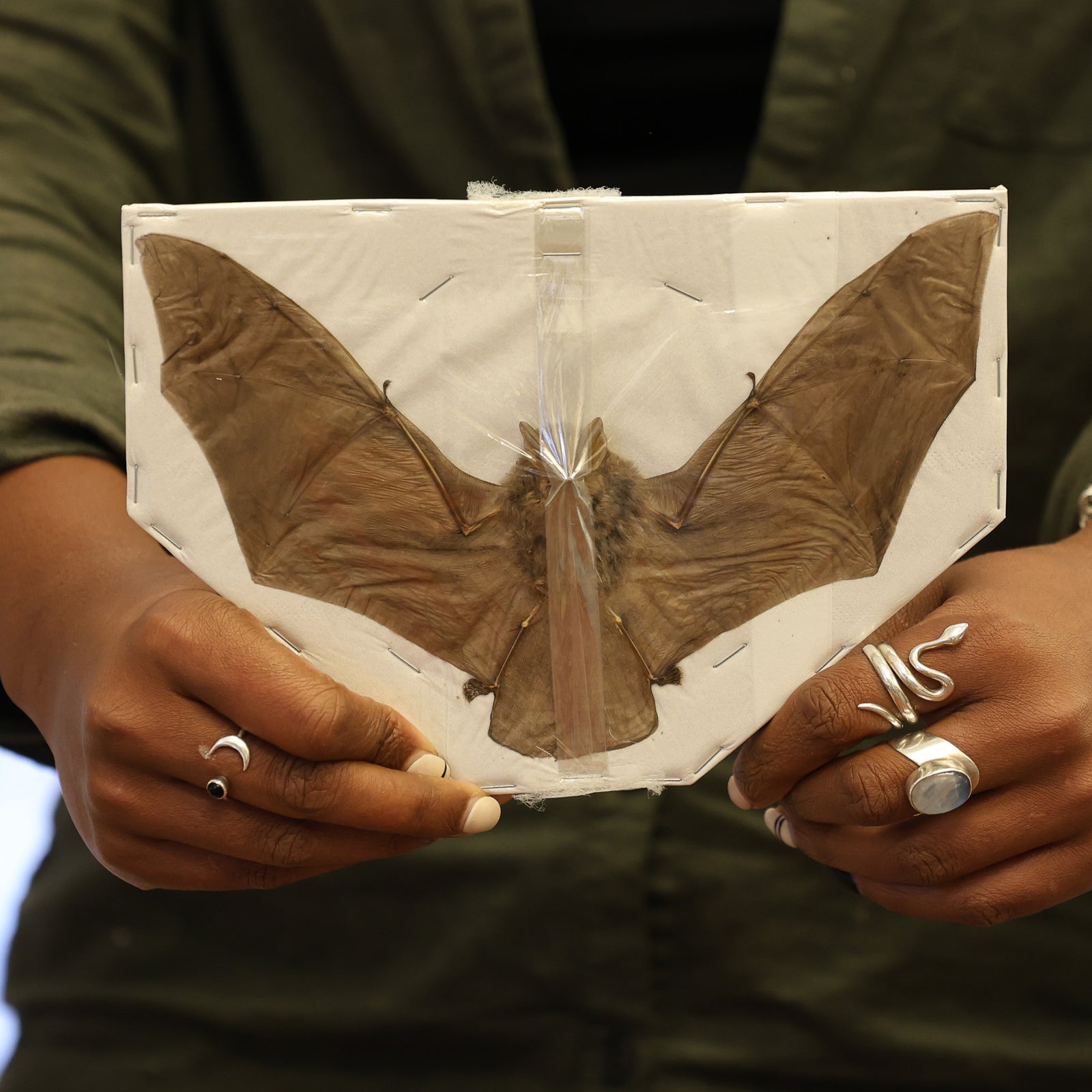 10 SPREAD WINGED Assorted Common Tropical Bats (Non-CITES) Wholesale Taxidermy