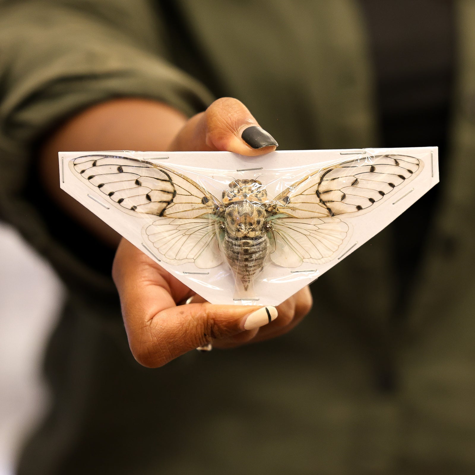 White Ghost Cicada (Ayuthia spectabilis) A1 Spread Specimens