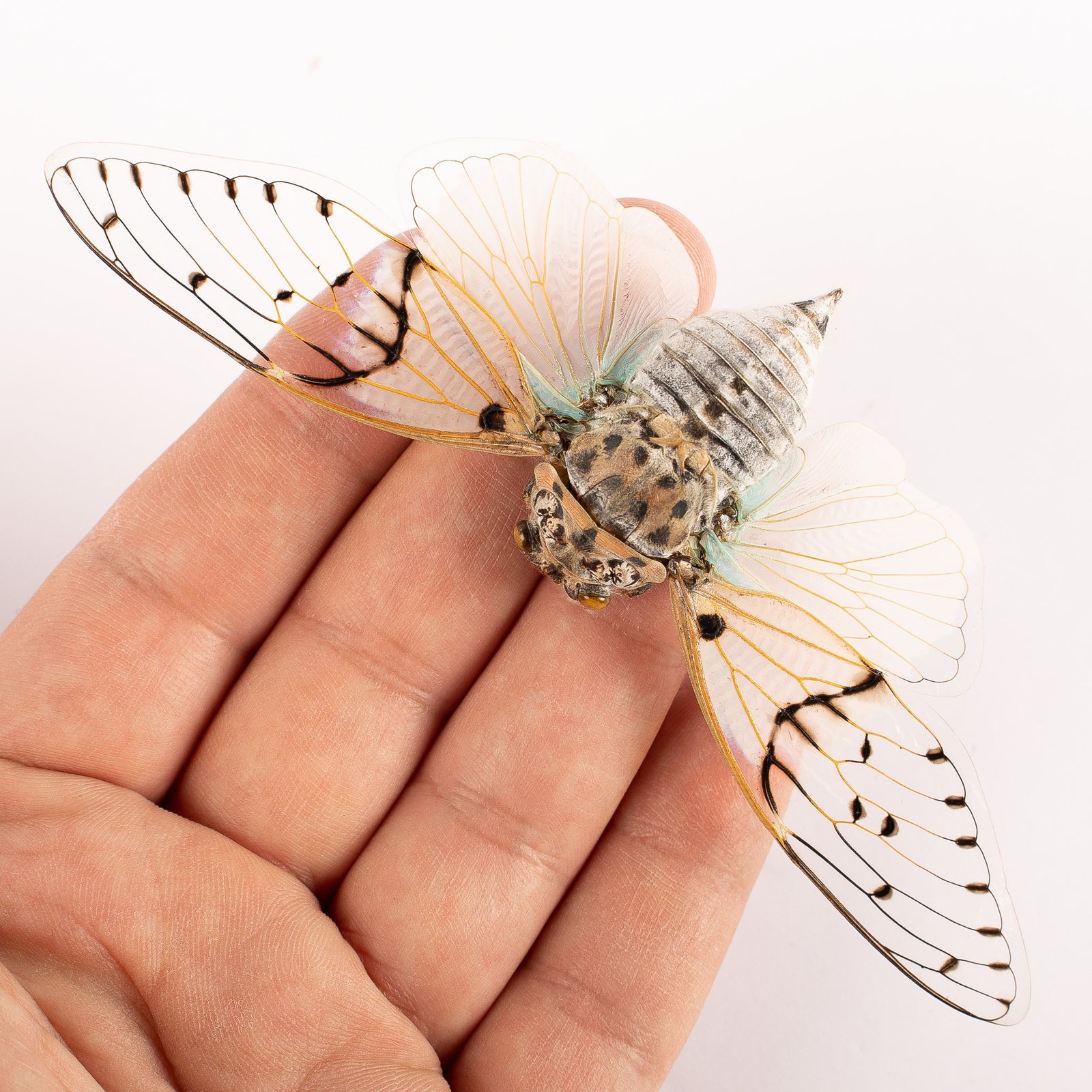 FOUR (4) White Ghost Cicadas (Ayuthia spectabilis) A1 Spread Specimens