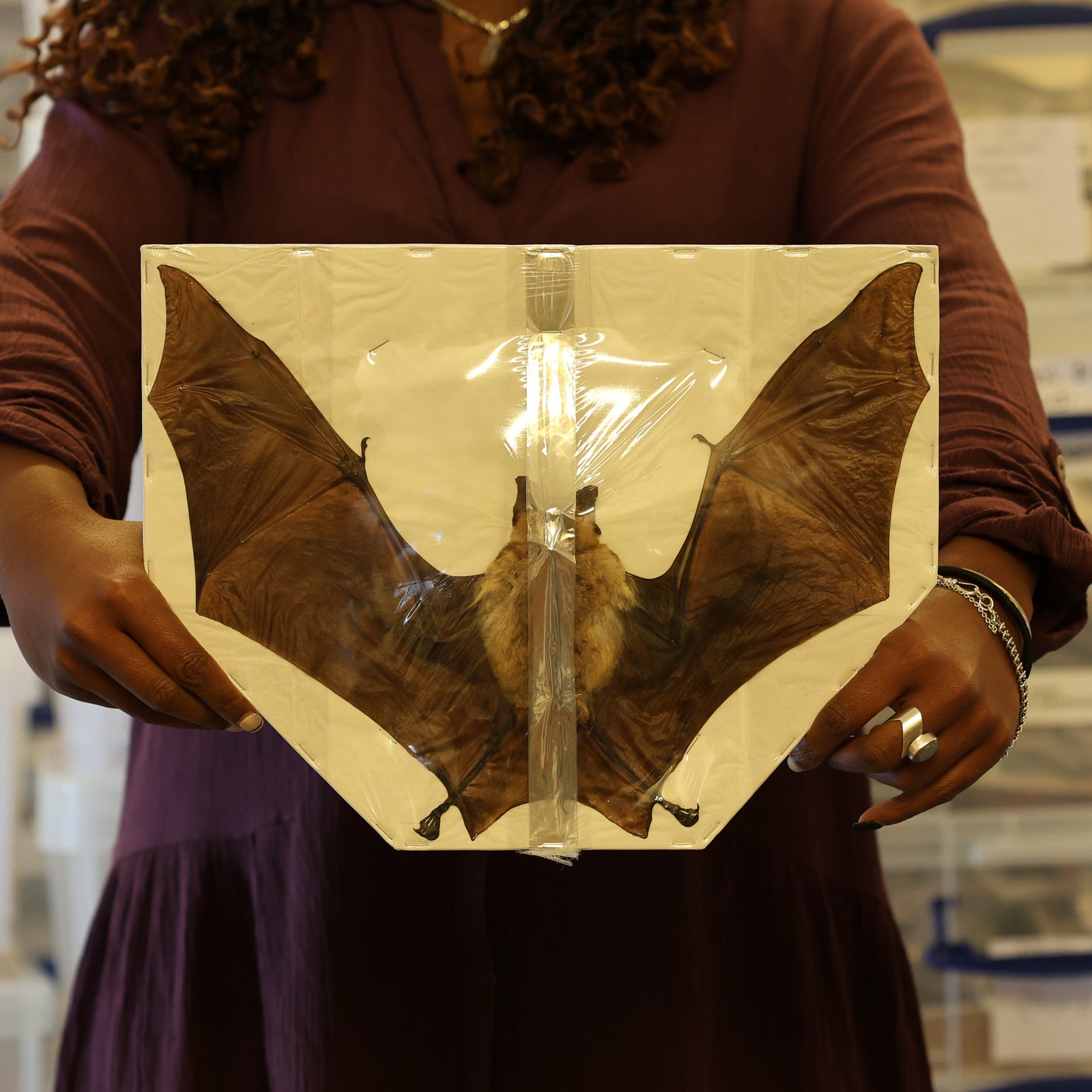 Diadem Roundleaf Bat (Hipposideros diadema) 9.5 INCH WINGS SPREAD Preserved Study Specimen (Non-CITES)