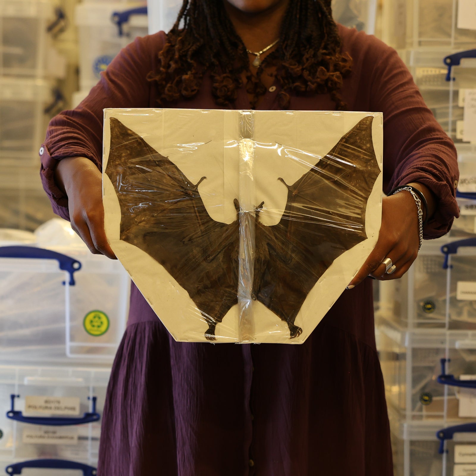 Leschenault’s Rousette Megabat (Rousettus leschenaultii) 14 INCH WINGSPAN SPREAD Preserved Study Specimen (Non-CITES)