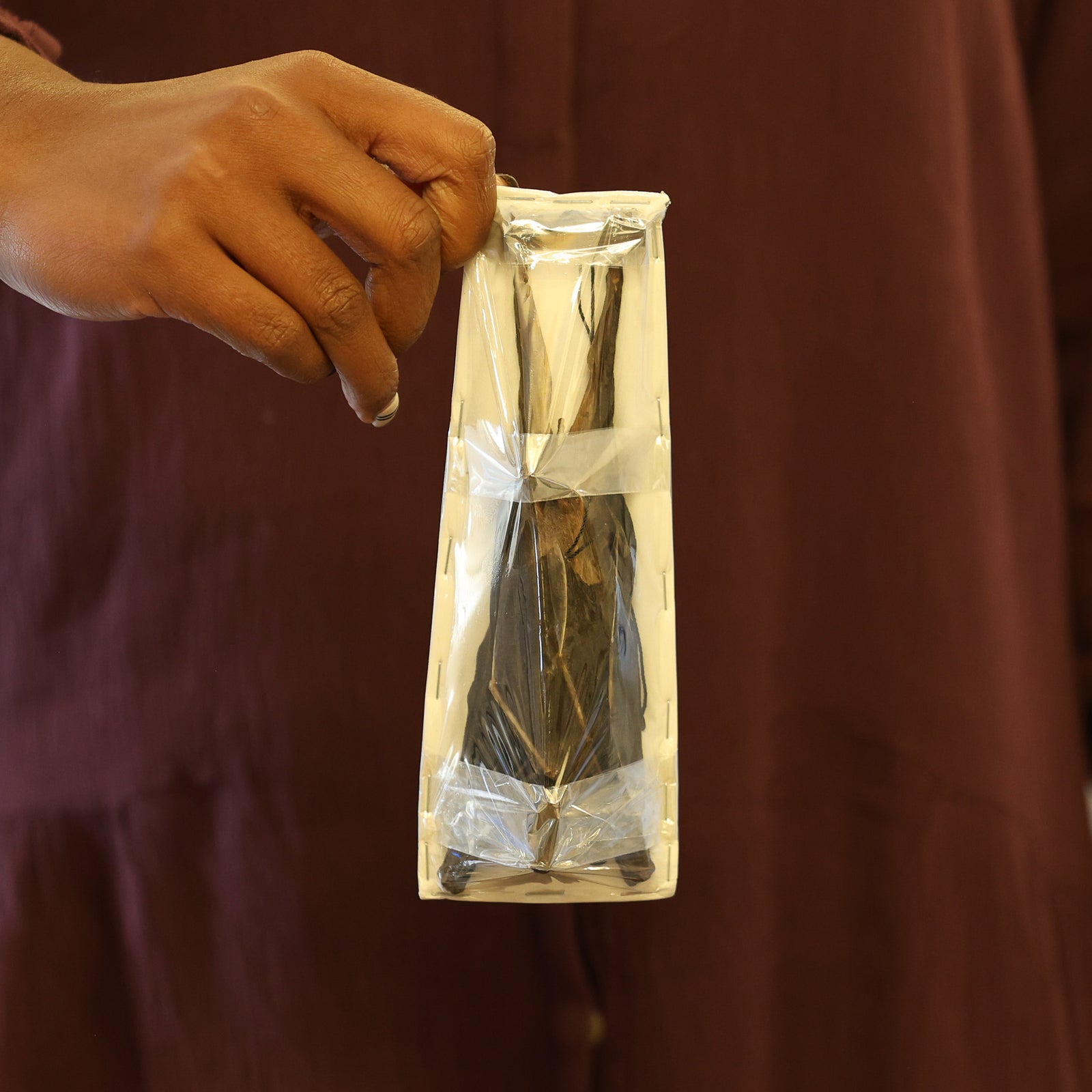 10 Minute fruit bats (Cynopterus minutus) HANGING SPECIMEN (Non-CITES)