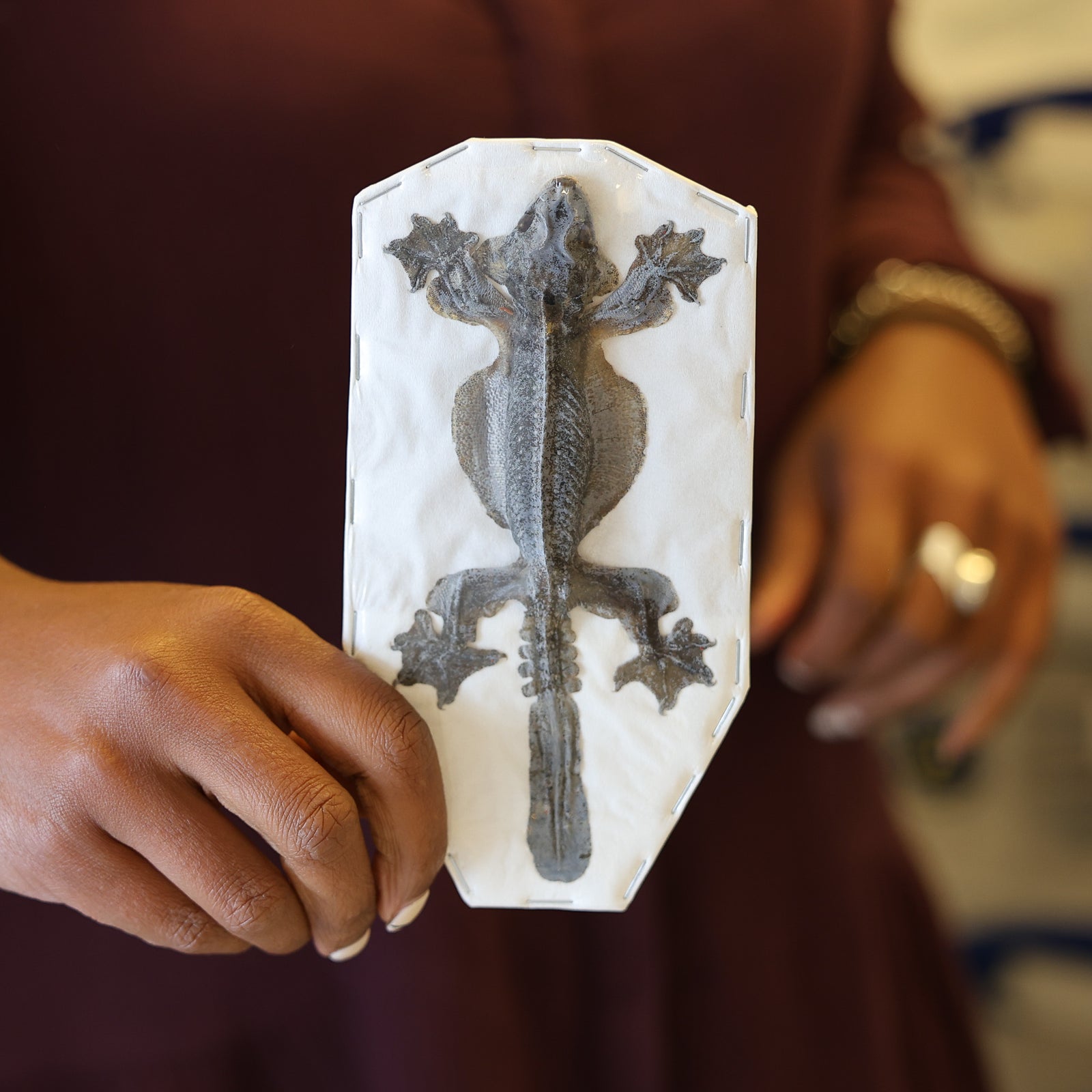 Kuhl's Flying Gecko (Ptychozoon kuhli) Dry-preserved taxidermy specimens