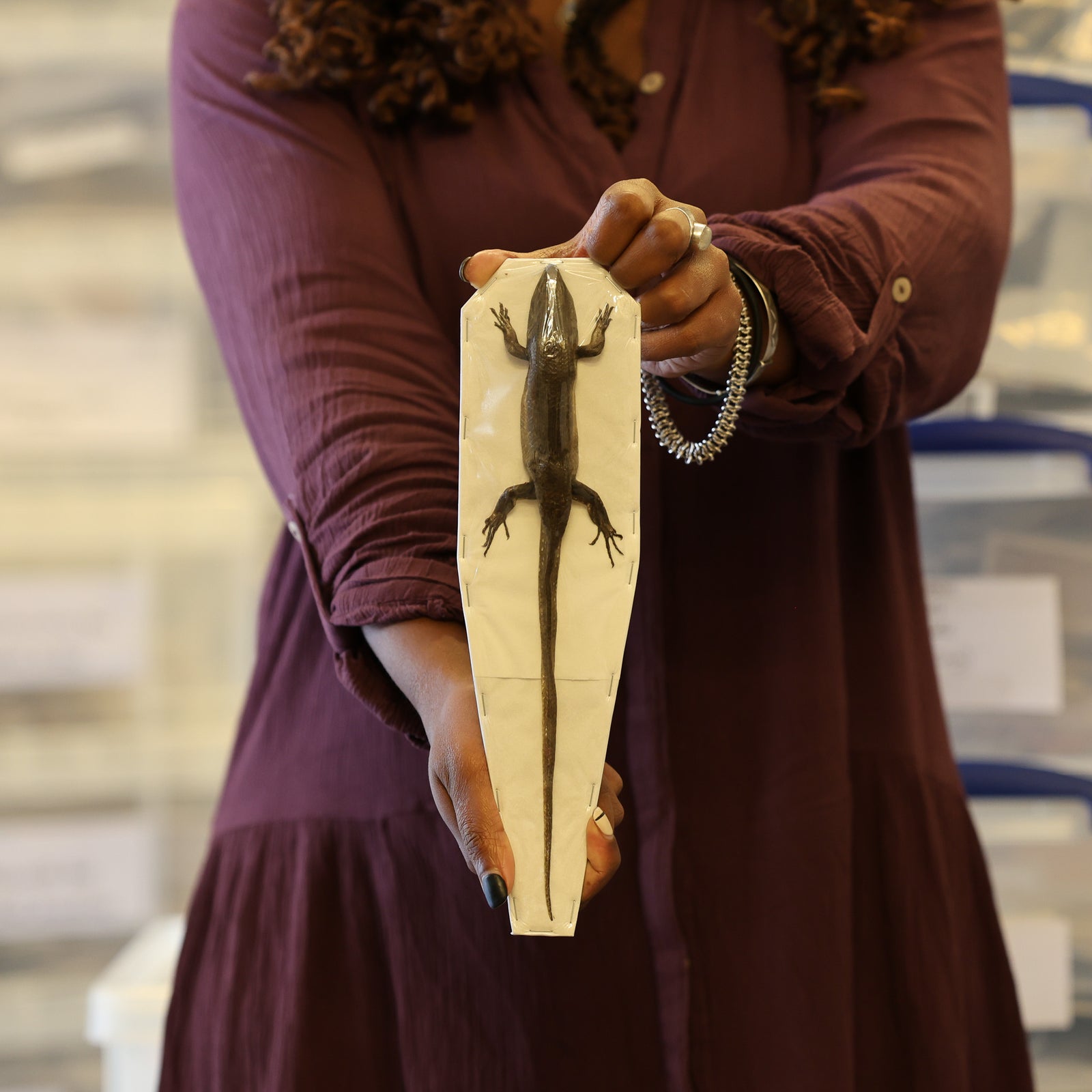 Lot of 4 Golden Skink Lizards (Eutropis multifasciata) Wholesale Specimens