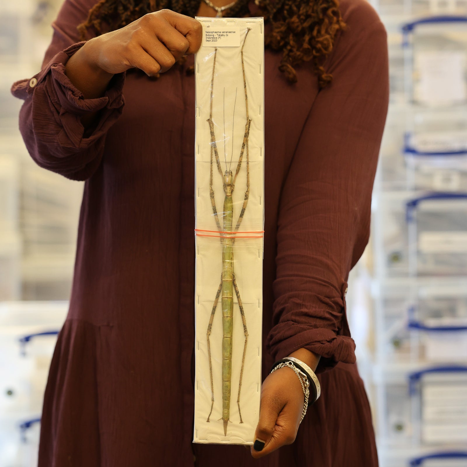 Very Large Stick Insect (Nesiophasma sananaense) A1 Entomology Specimens