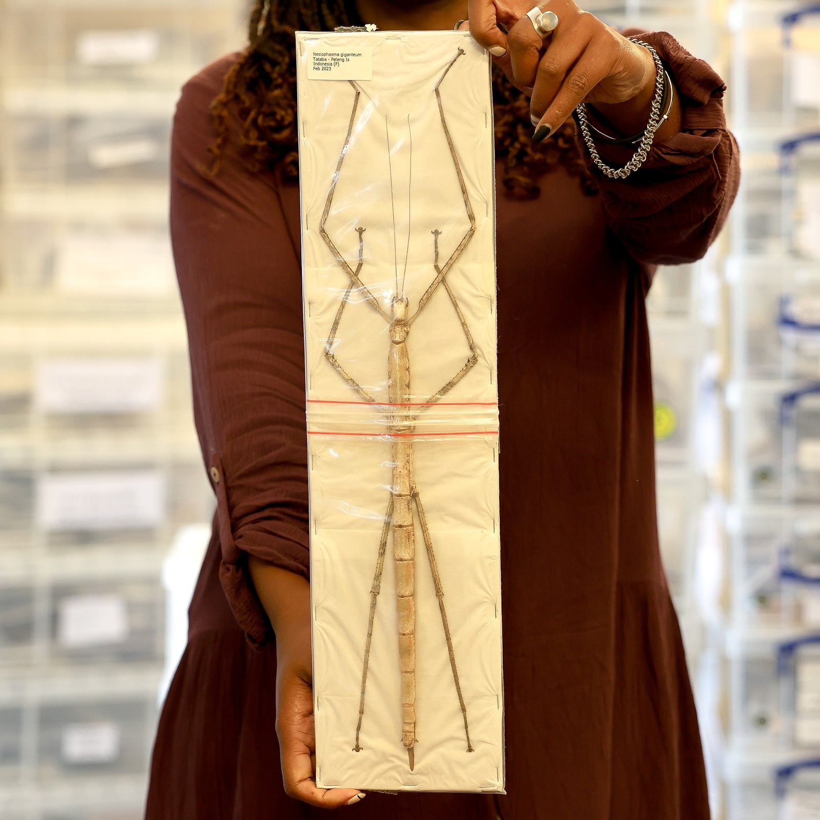 Very Large Stick Insect (Nesiophasma giganteum) A1 Entomology Specimens