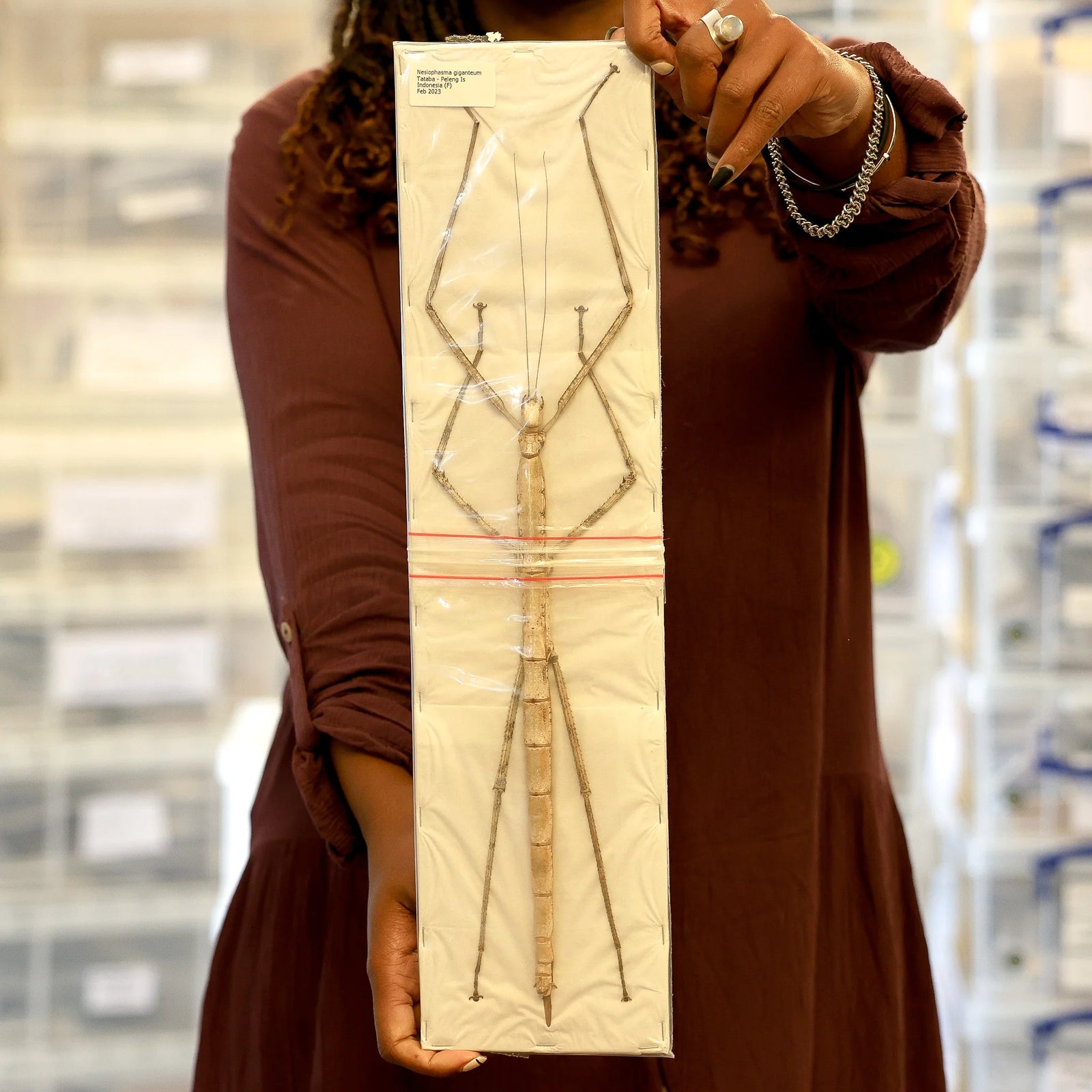 Nesiophasma giganteum Giant Stick Insect Specimen | A1 Quality | Dry-Preserved PHASMATODEA