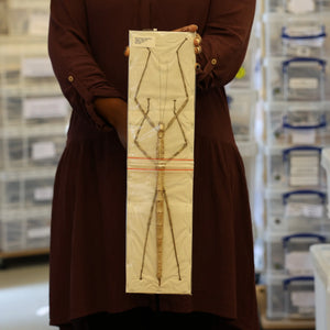 Nesiophasma giganteum Giant Stick Insect Specimen | A1 Quality | Dry-Preserved PHASMATODEA